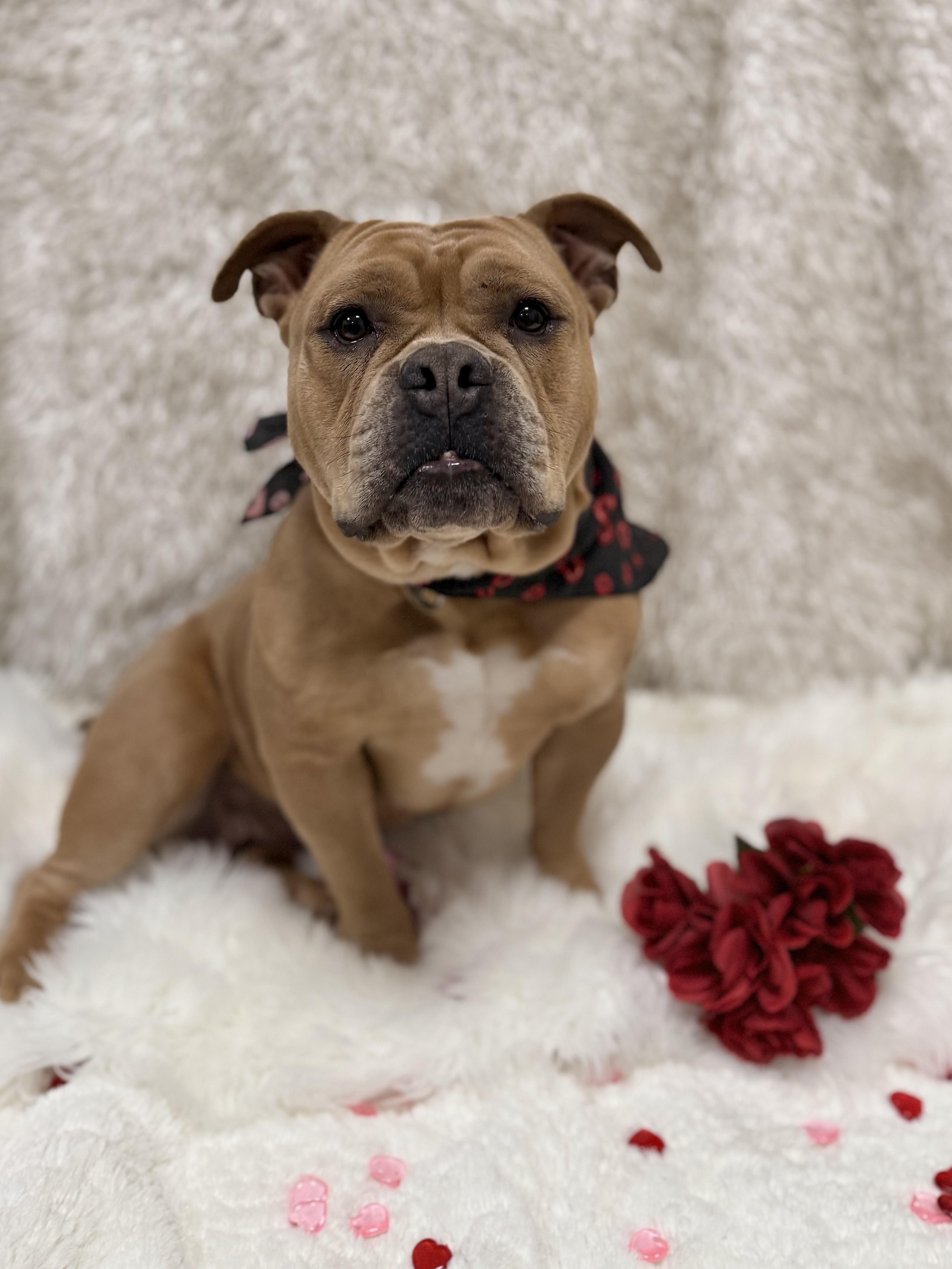 Enlarge Ruby Tuesday, a ADOPTABLE mixed breed in Eagle, CO image 2/6