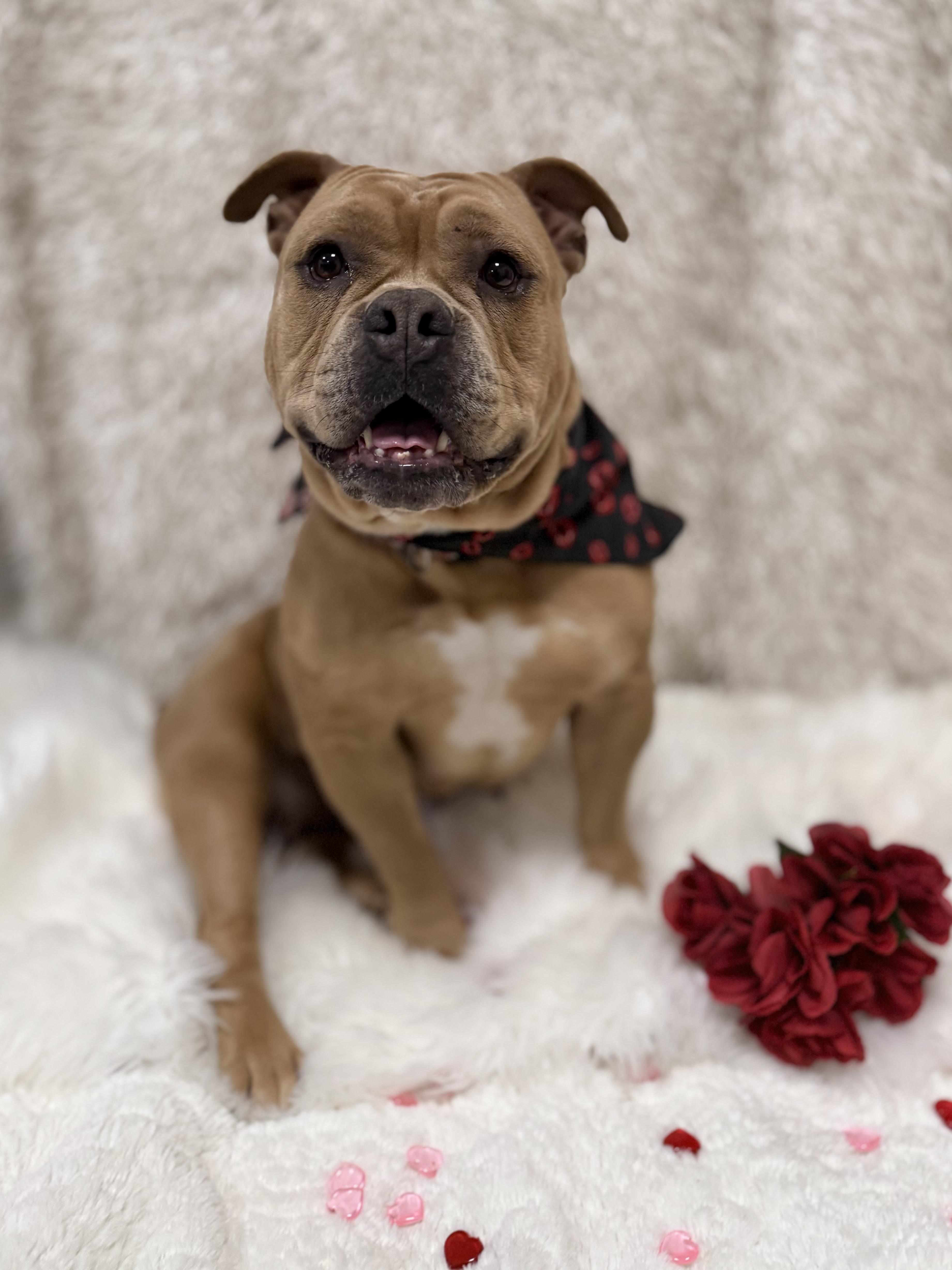 Enlarge Ruby Tuesday, a ADOPTABLE mixed breed in Eagle, CO image 1/6