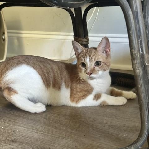 Enlarge Fanta, a Adoptable Domestic Short Hair in Belmont, NC image 4/4