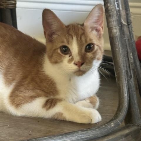 Enlarge Fanta, a Adoptable Domestic Short Hair in Belmont, NC image 3/4