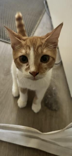 Enlarge Fanta, a Adoptable Domestic Short Hair in Belmont, NC image 2/4