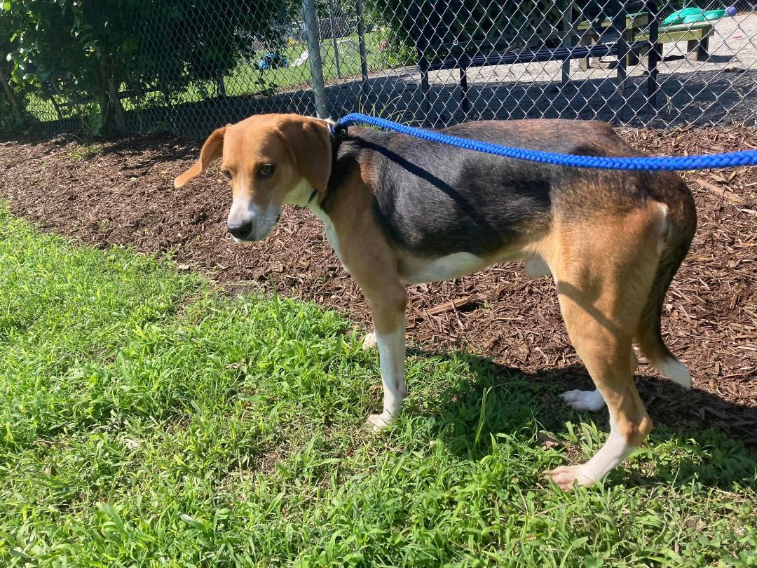 Jeremy, an adoptable Hound in Windsor, VA_image-1