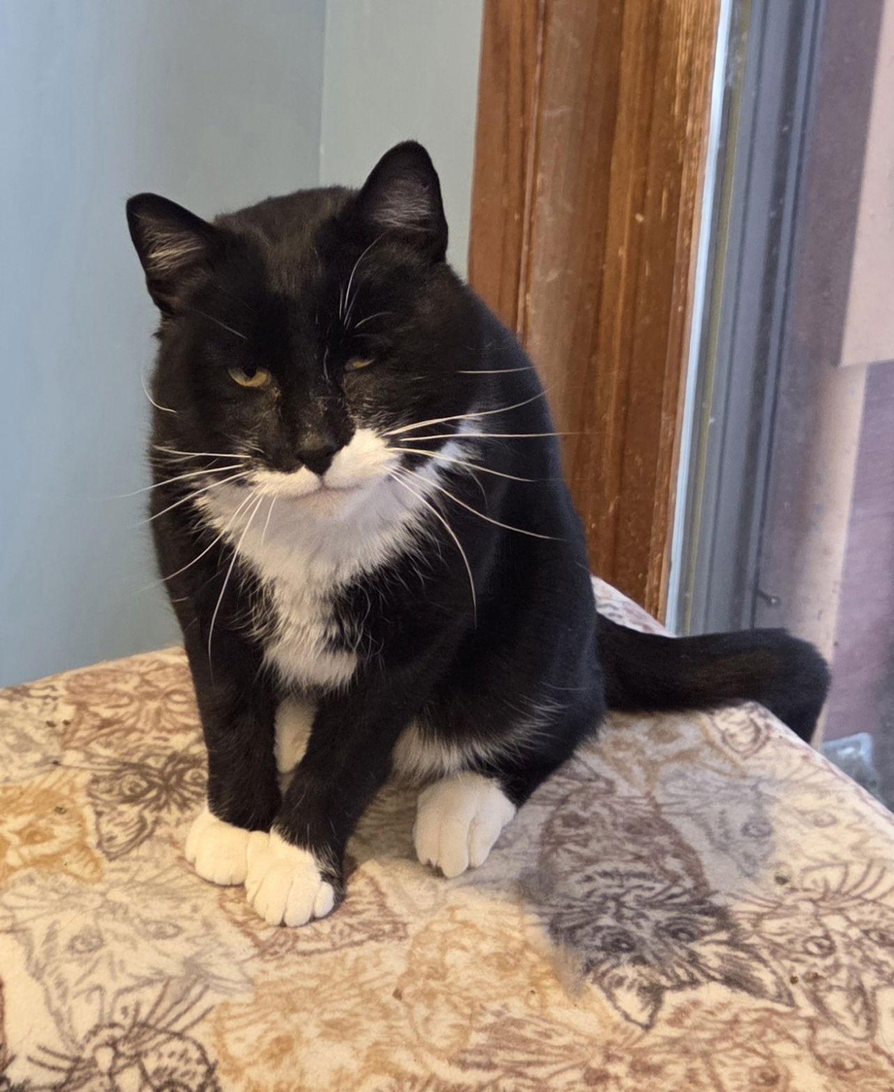 Poofer Pete thumbnail 2