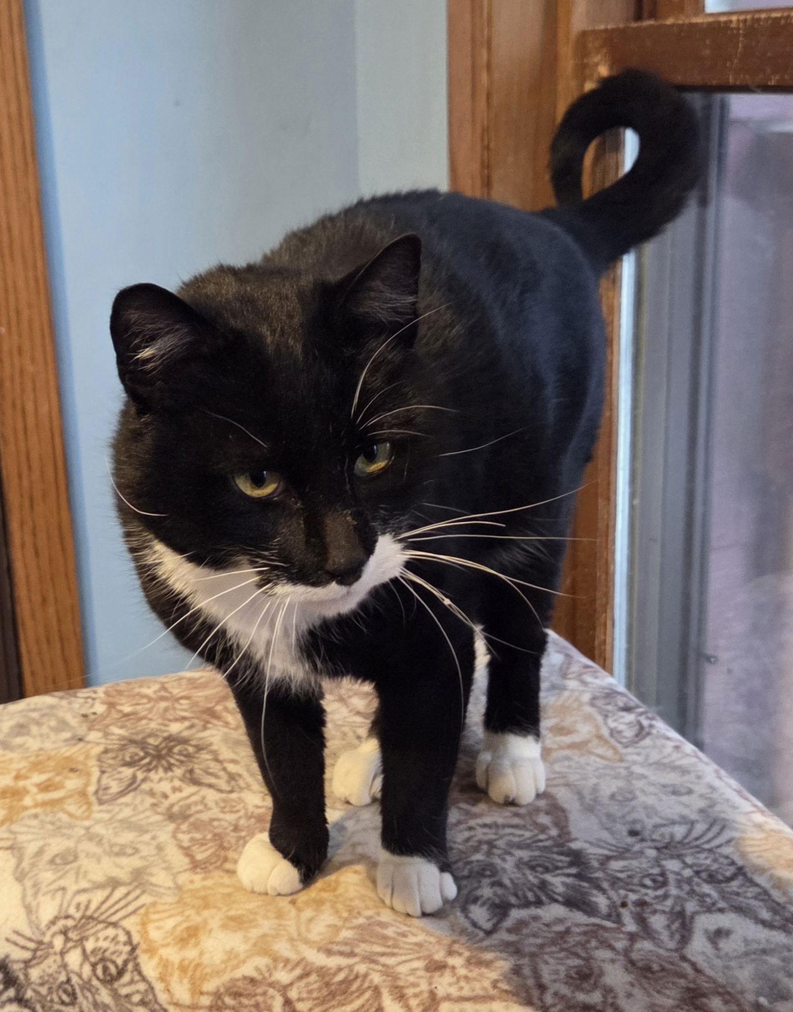 Poofer Pete thumbnail 3