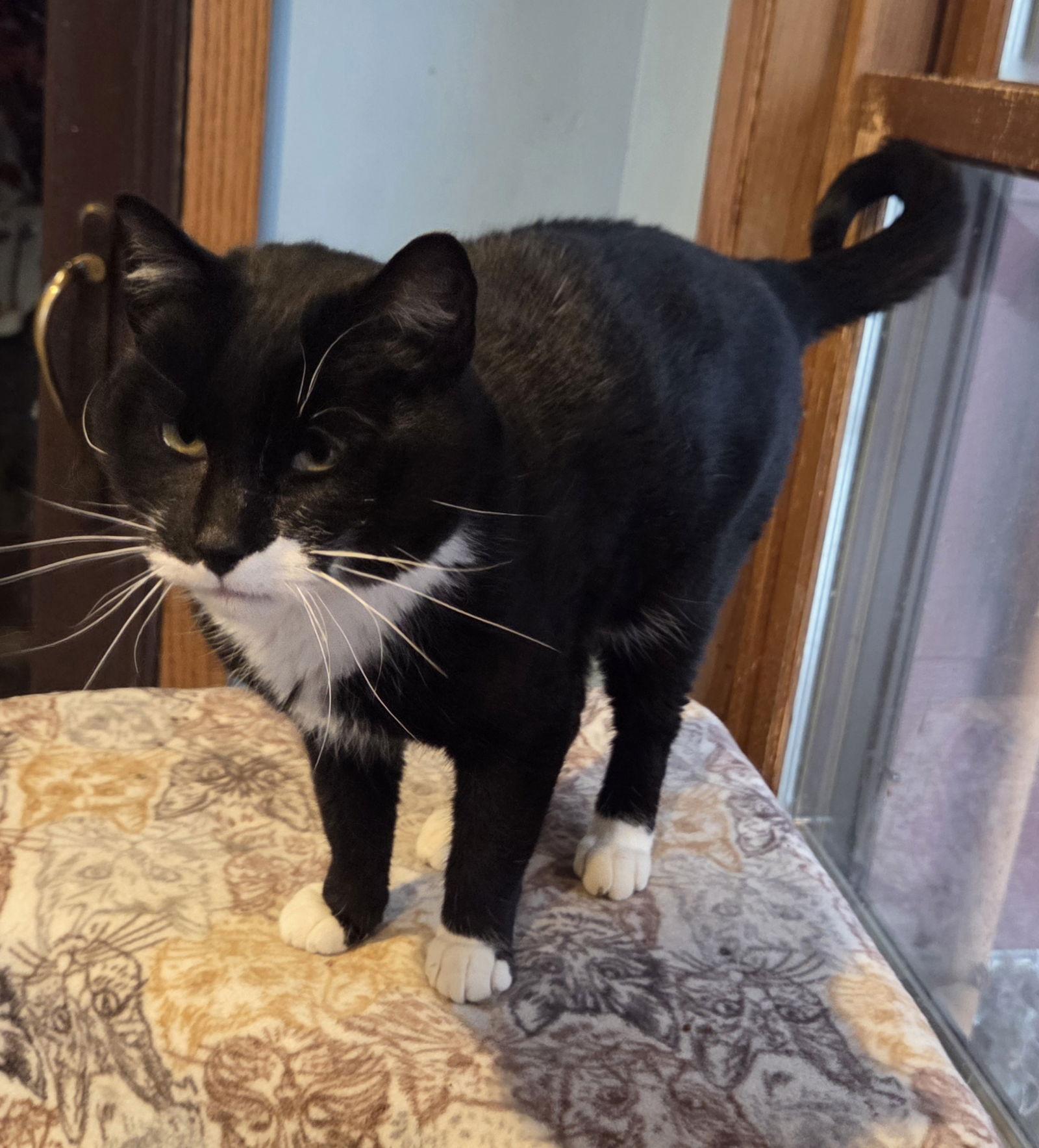 Poofer Pete thumbnail 4