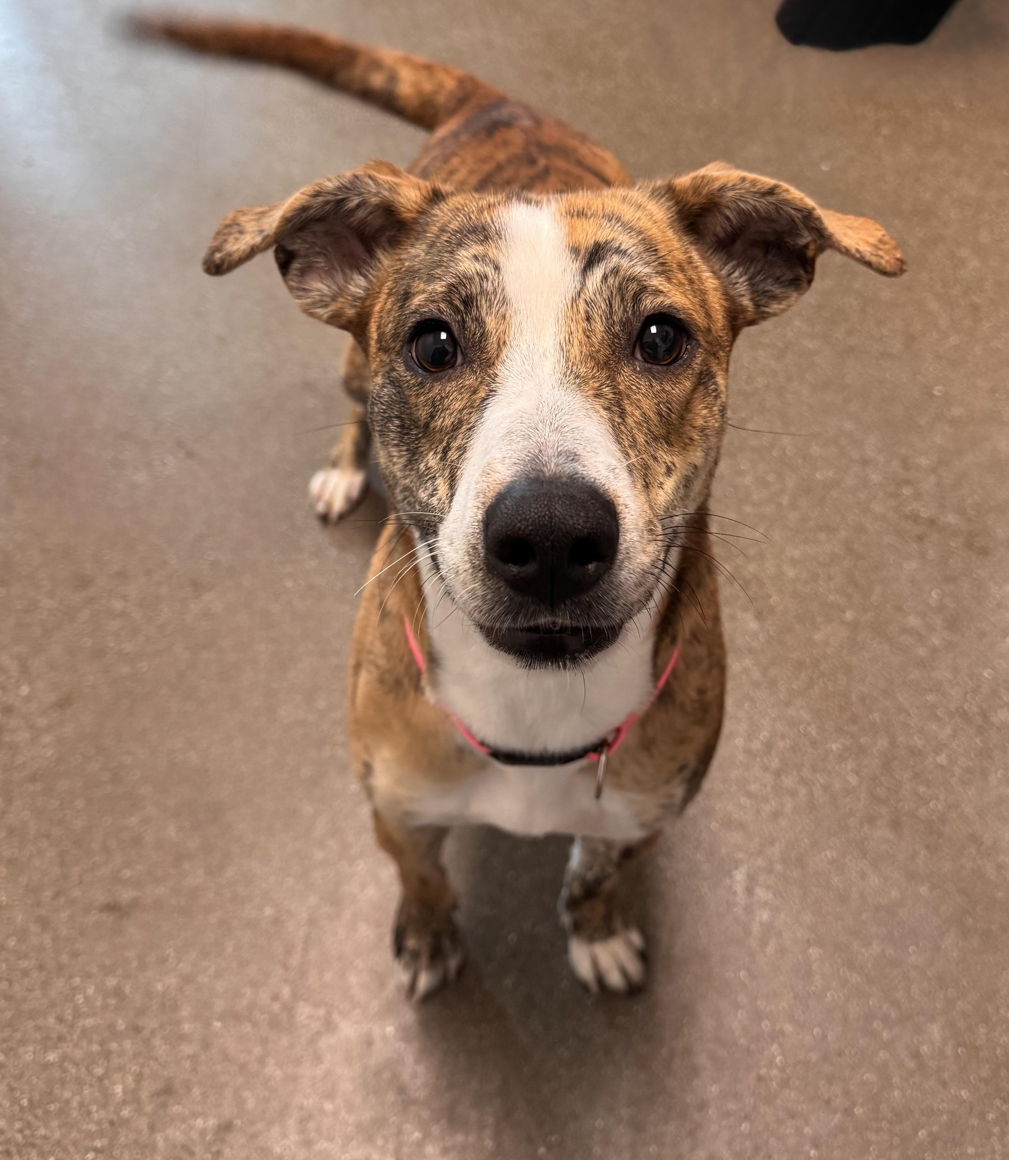 Kylie, a Adoptable mixed breed in Chico, CA image 1/2