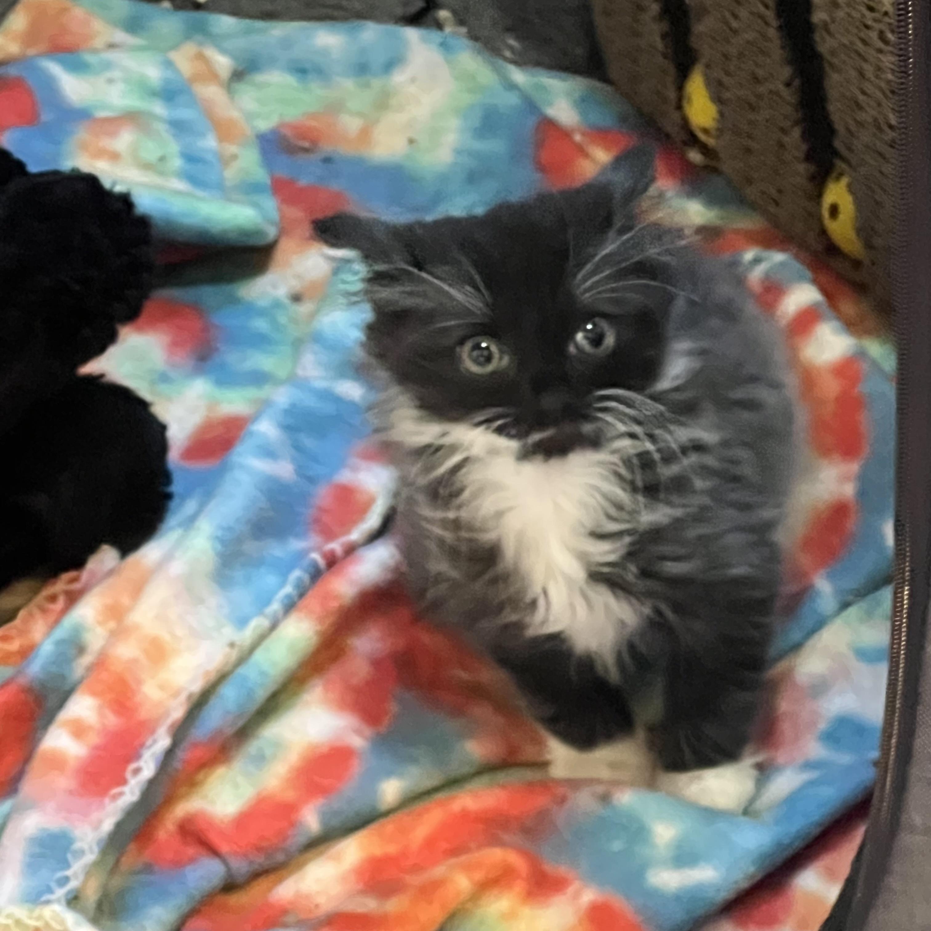 Smoochie, a Adopted Domestic Long Hair in Brentwood, NH image 2/3