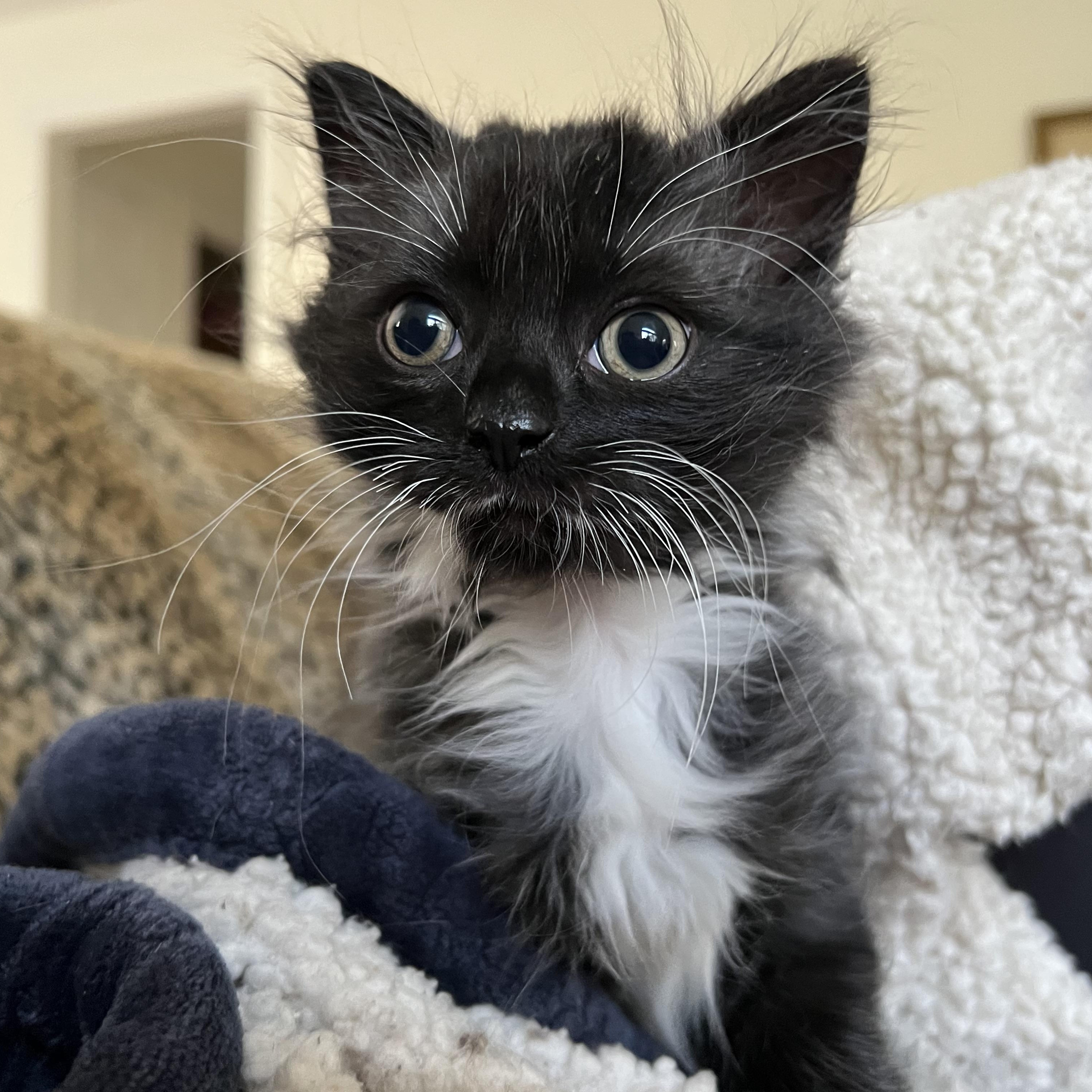 Smoochie, a Adopted Domestic Long Hair in Brentwood, NH image 1/3