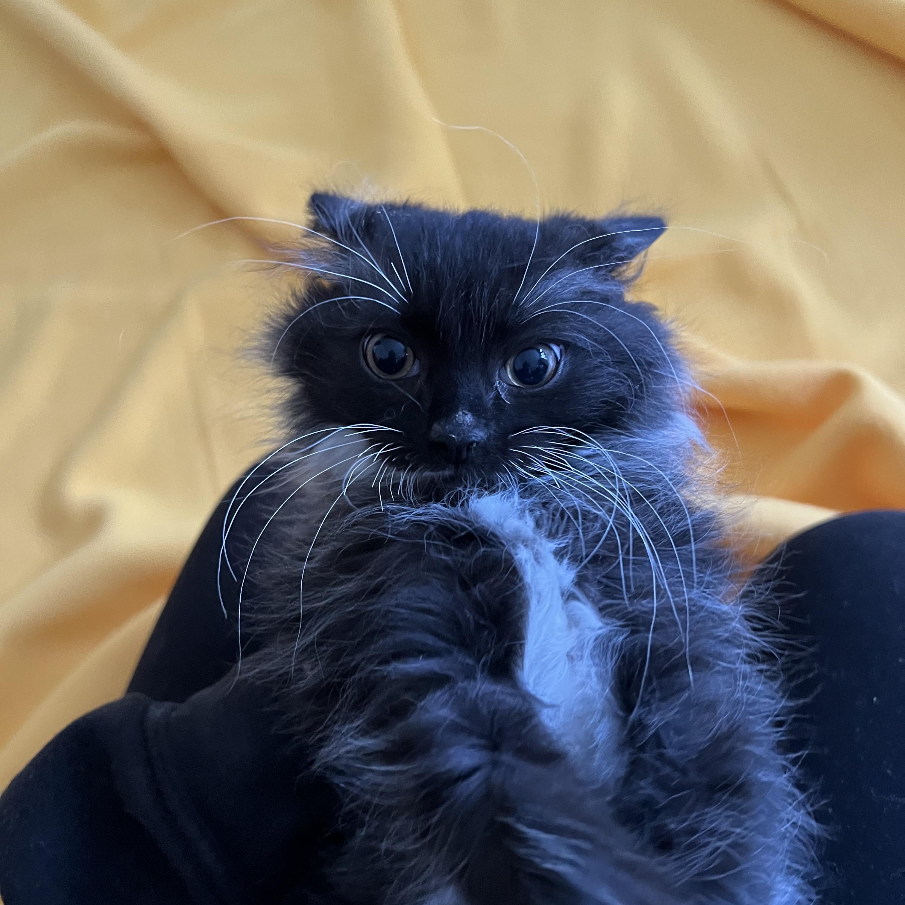 Smoochie, a Adopted Domestic Long Hair in Brentwood, NH image 3/3