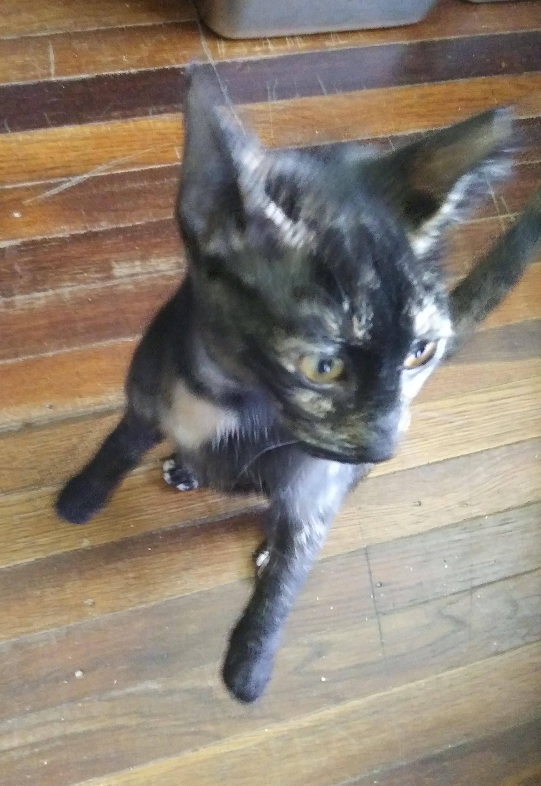 Enlarge Autumn, a Adoptable Domestic Short Hair in Port Wentworth, GA image 3/5