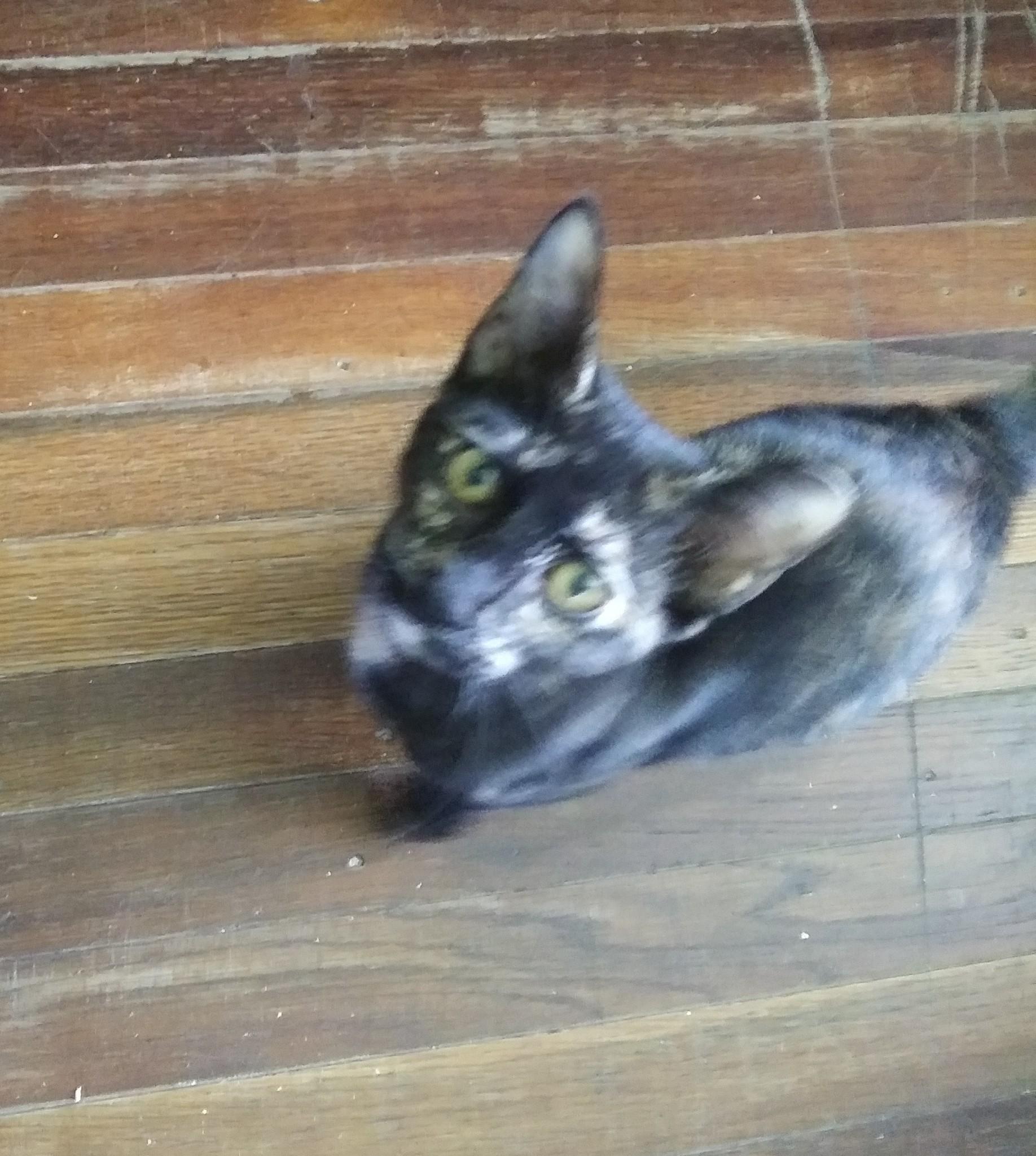 Enlarge Autumn, a Adoptable Domestic Short Hair in Port Wentworth, GA image 2/5