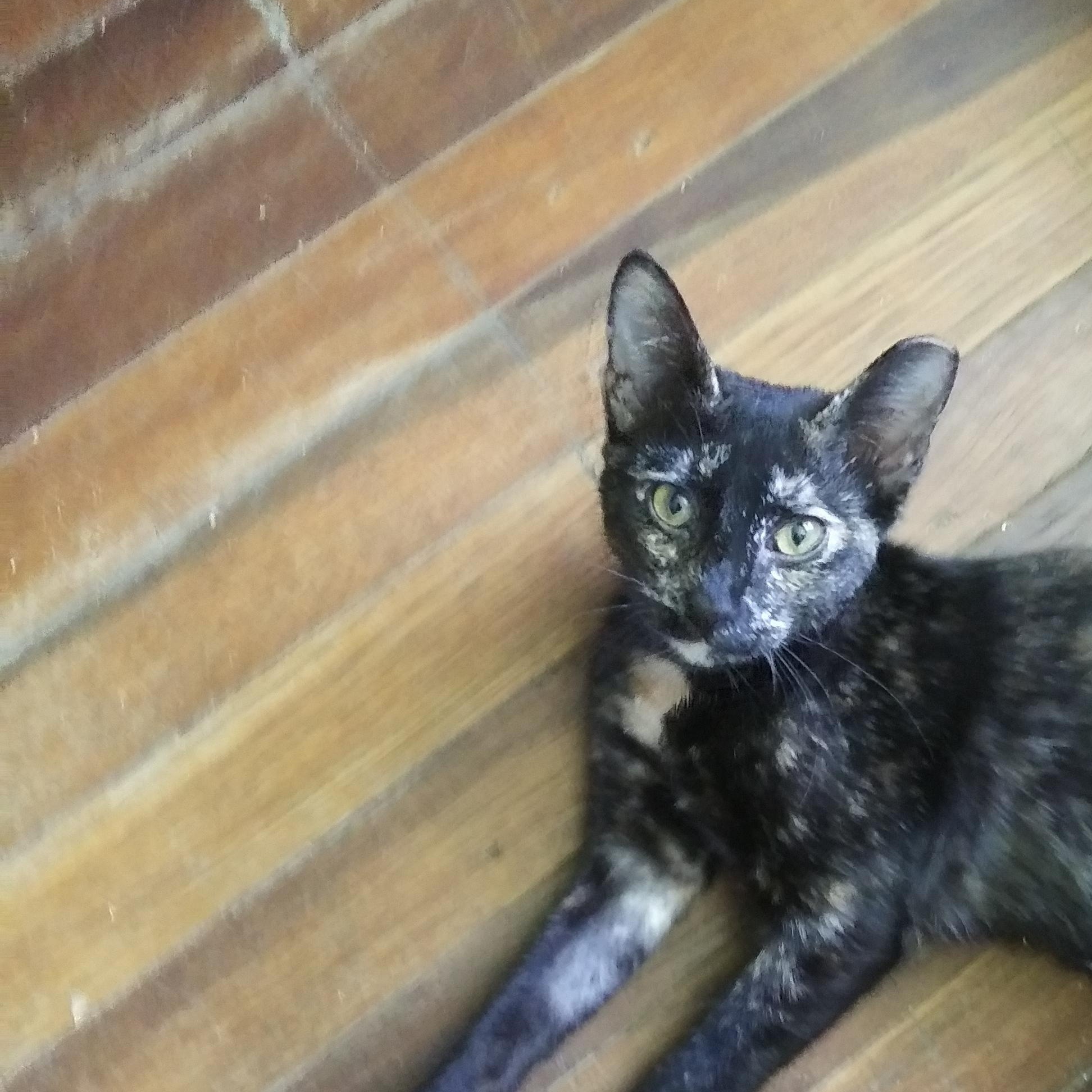 Autumn, Adoptable, Young Female Domestic Short Hair.