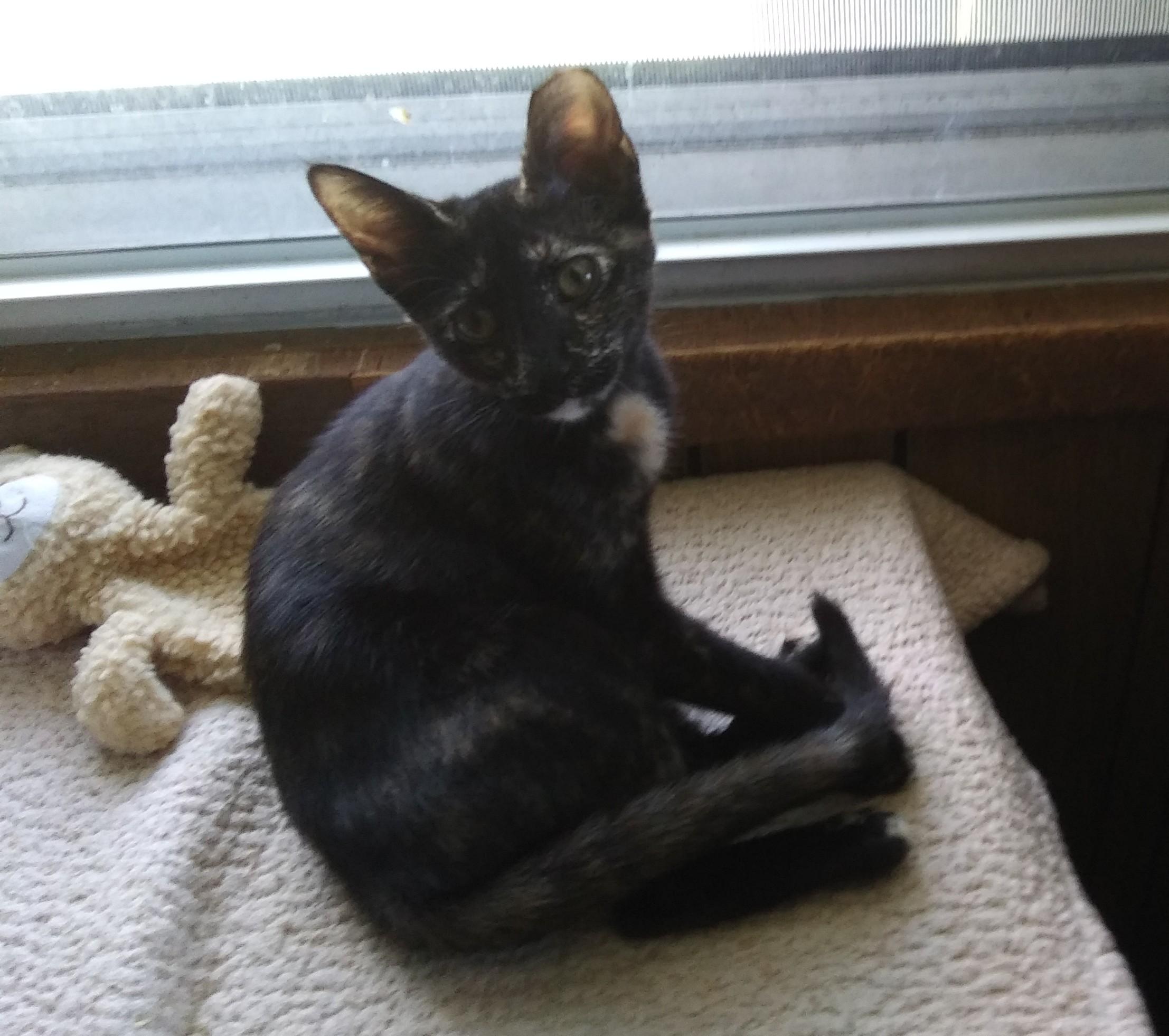 Enlarge Autumn, a Adoptable Domestic Short Hair in Port Wentworth, GA image 4/5