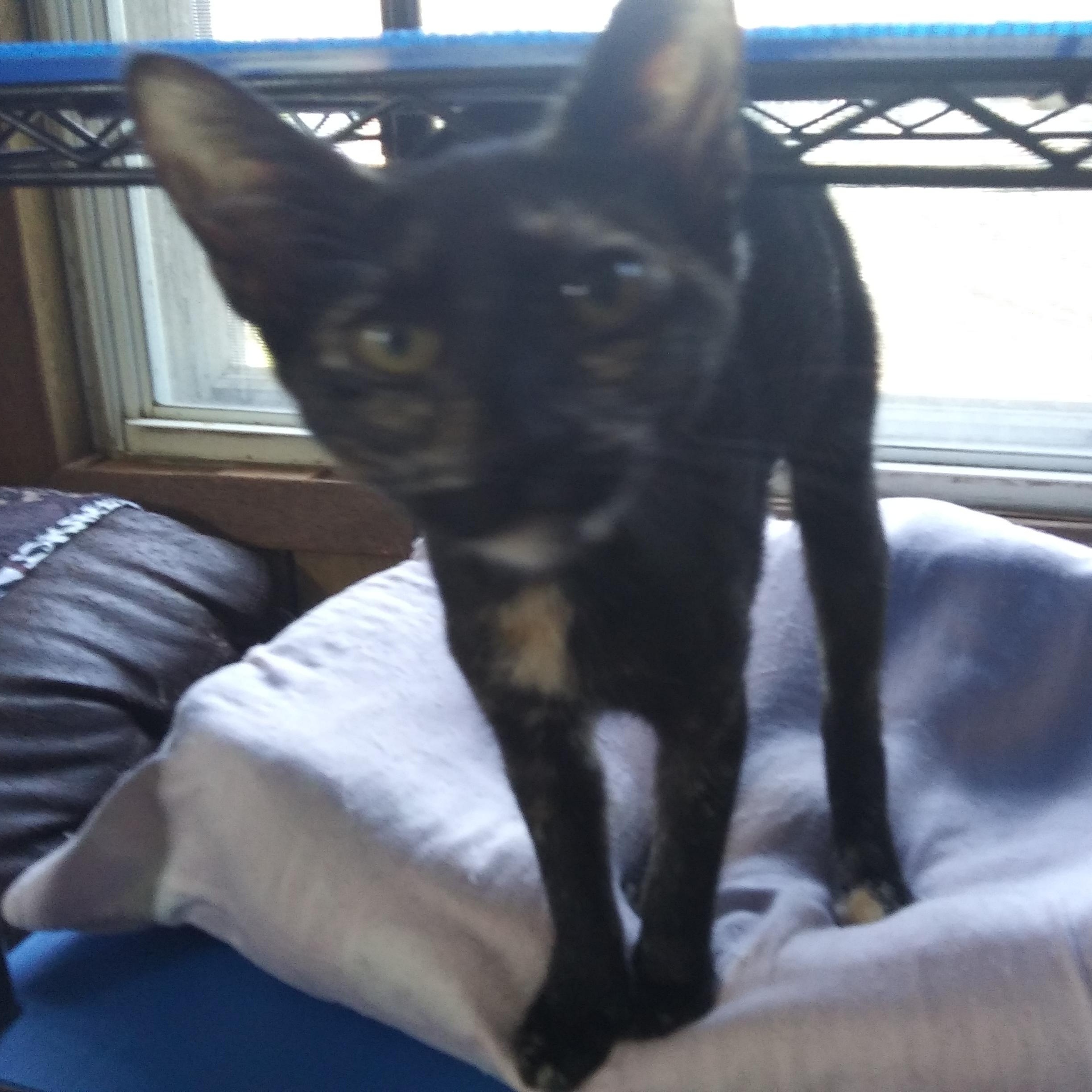 Enlarge Autumn, a Adoptable Domestic Short Hair in Port Wentworth, GA image 5/5