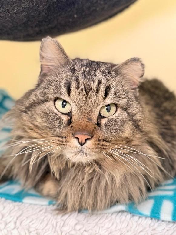 Cletus, Adoptable, Adult Male Domestic Long Hair.