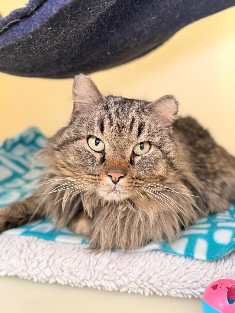 Cletus, Adoptable, Adult Male Domestic Long Hair.