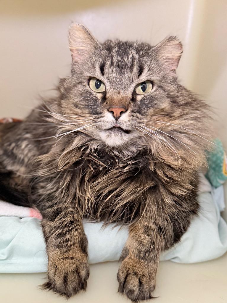 Cletus, a Adoptable mixed breed in Menomonie, WI image 2/3