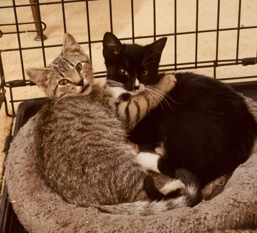 Enlarge Twiggy, a ADOPTABLE Domestic Short Hair in Lantana, FL image 2/6