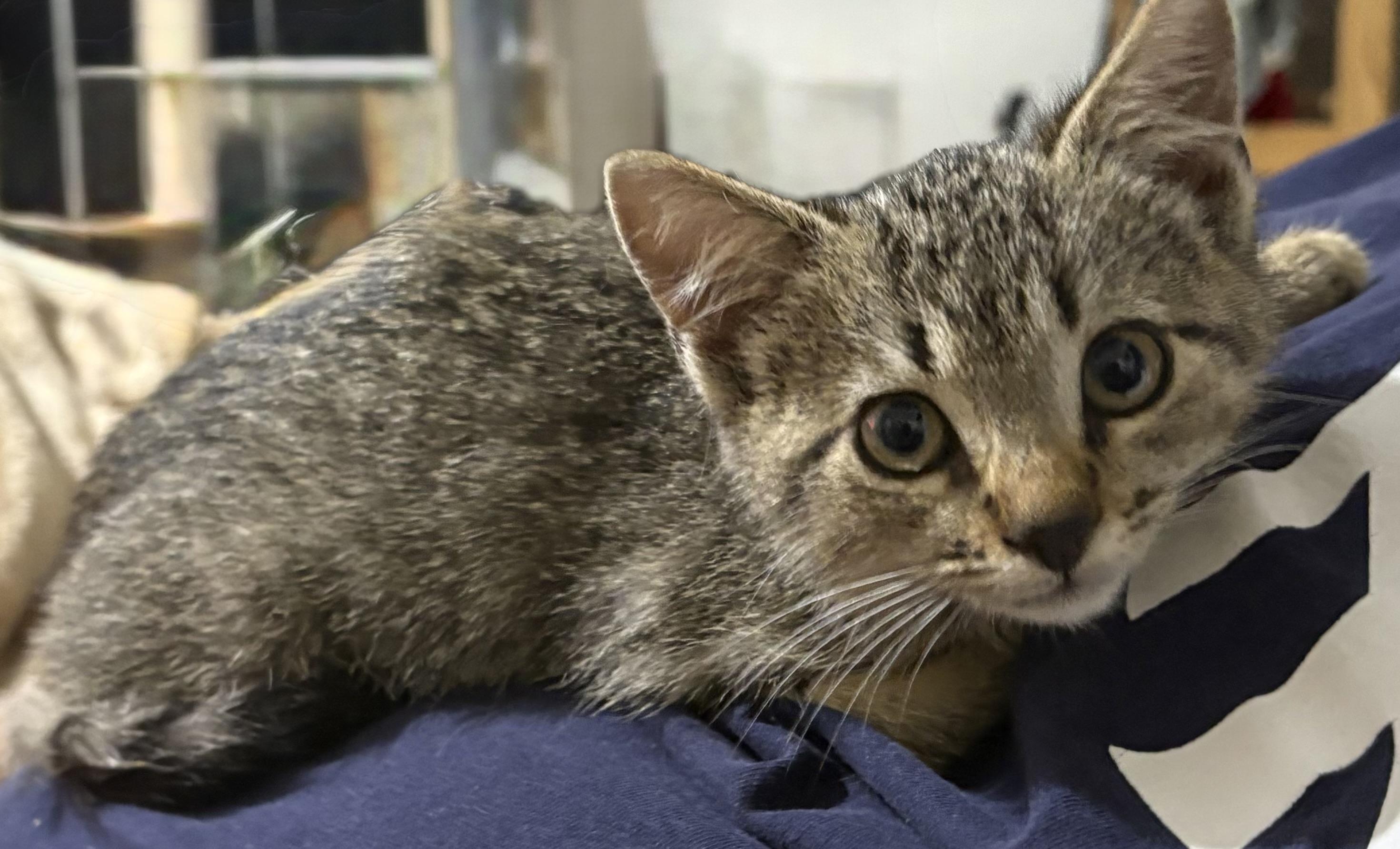 Enlarge Twiggy, a ADOPTABLE Domestic Short Hair in Lantana, FL image 3/6