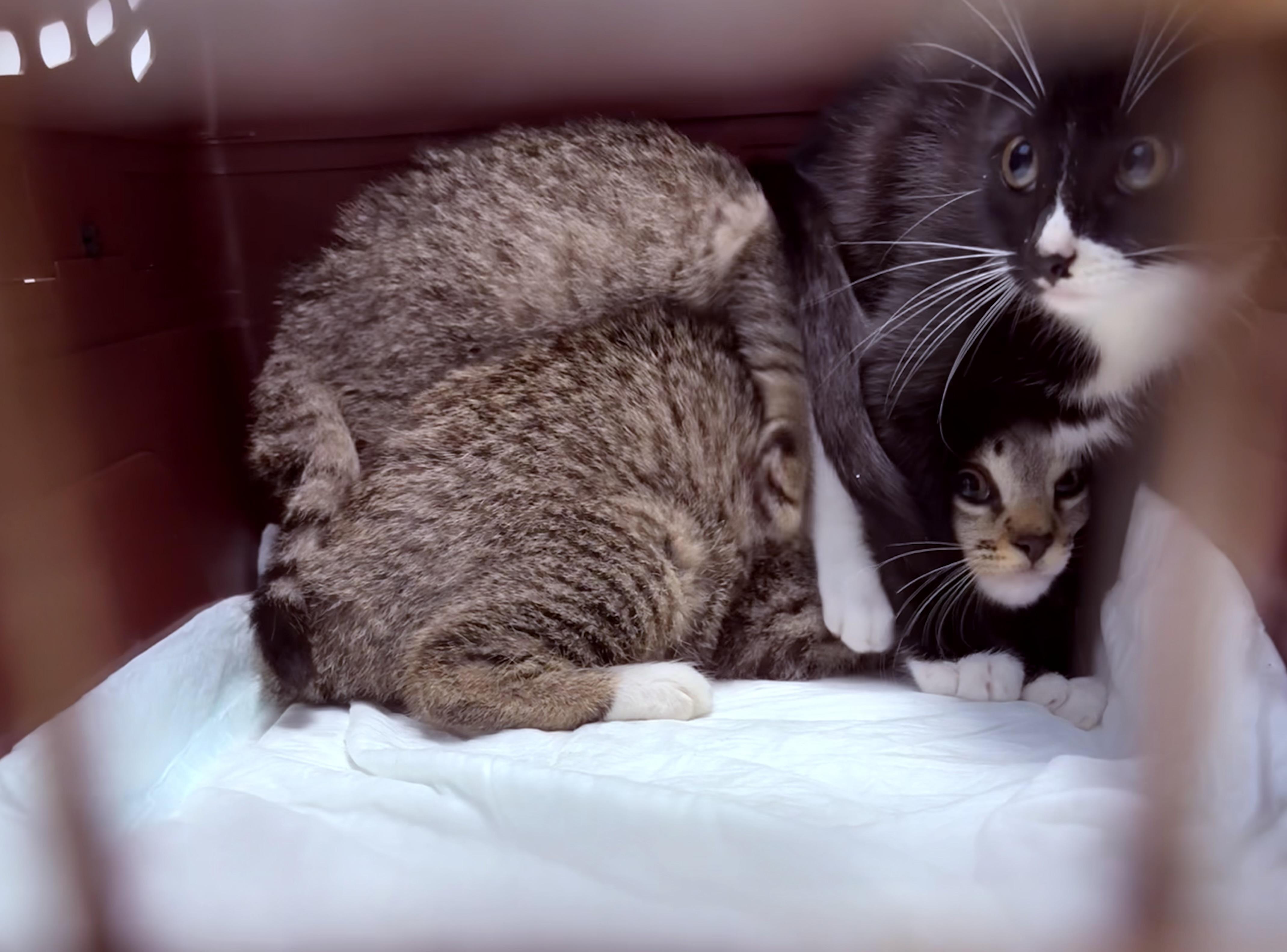 Enlarge Twiggy, a ADOPTABLE Domestic Short Hair in Lantana, FL image 6/6