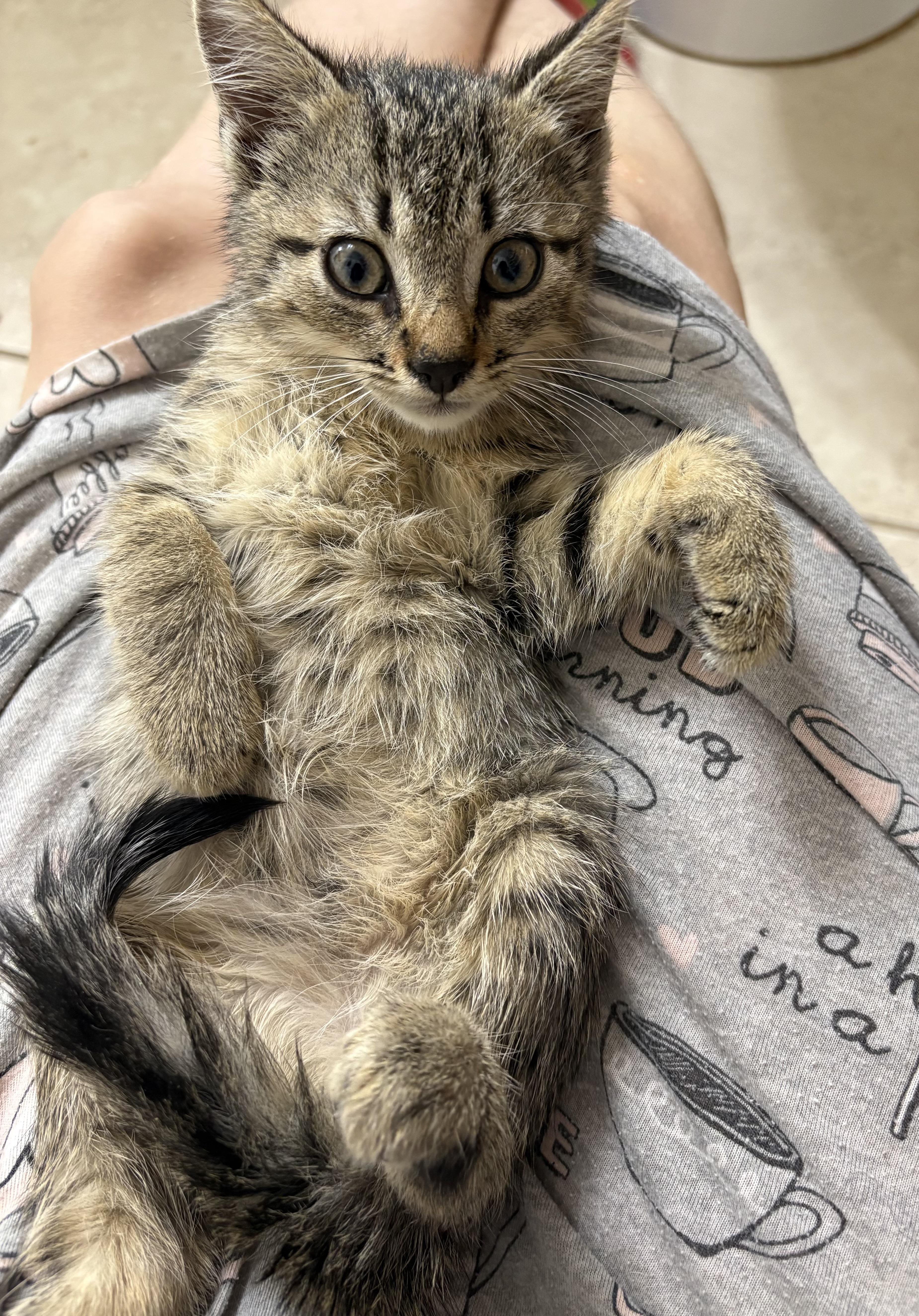 Enlarge Twiggy, a ADOPTABLE Domestic Short Hair in Lantana, FL image 4/6