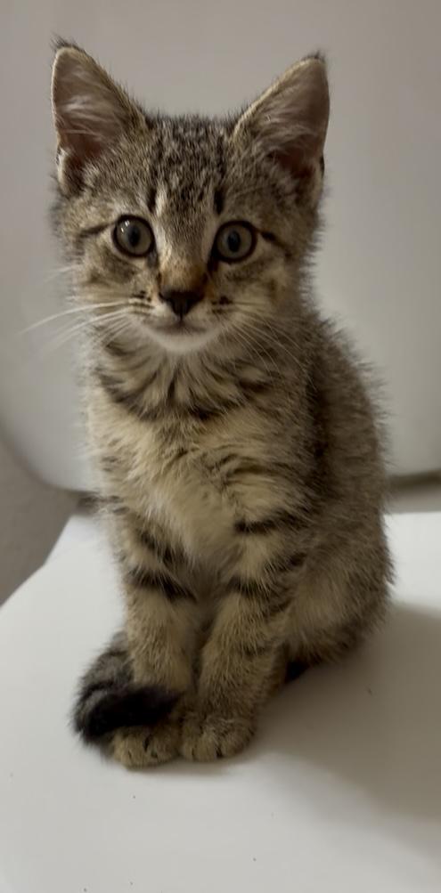 Enlarge Twiggy, a ADOPTABLE Domestic Short Hair in Lantana, FL image 1/6