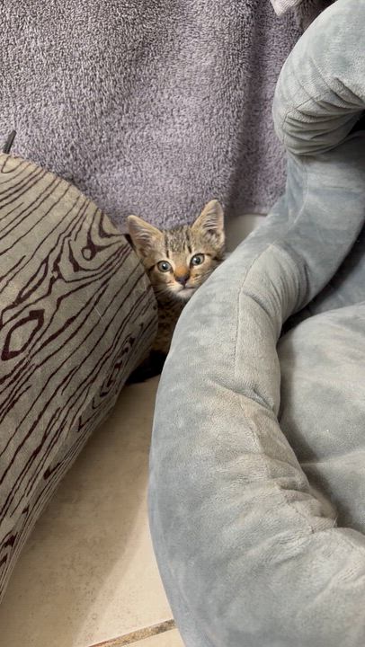 Enlarge Twiggy, a ADOPTABLE Domestic Short Hair in Lantana, FL video 5/6