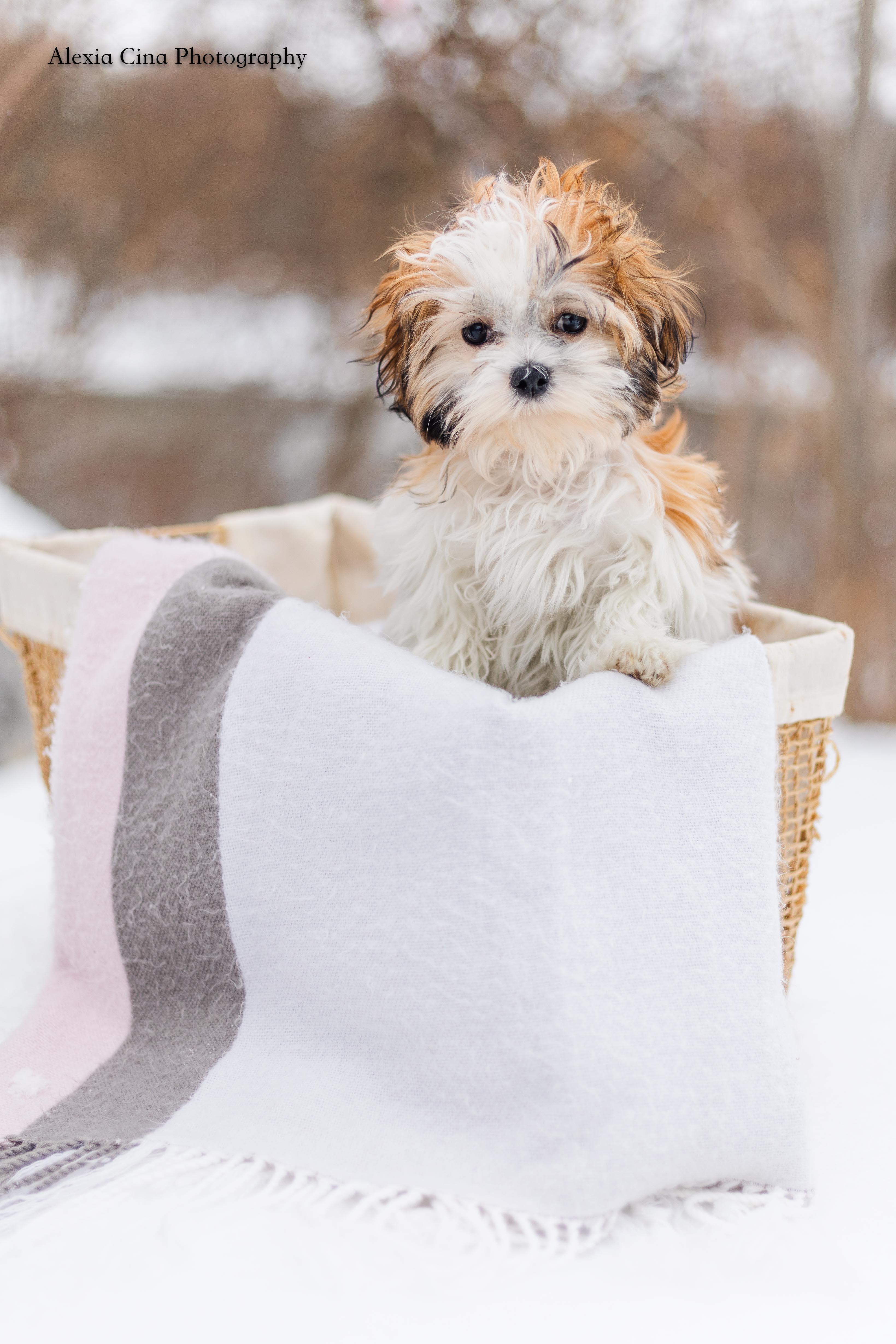 Jolly, adopted, Puppy Female Shih Tzu & Miniature Poodle.