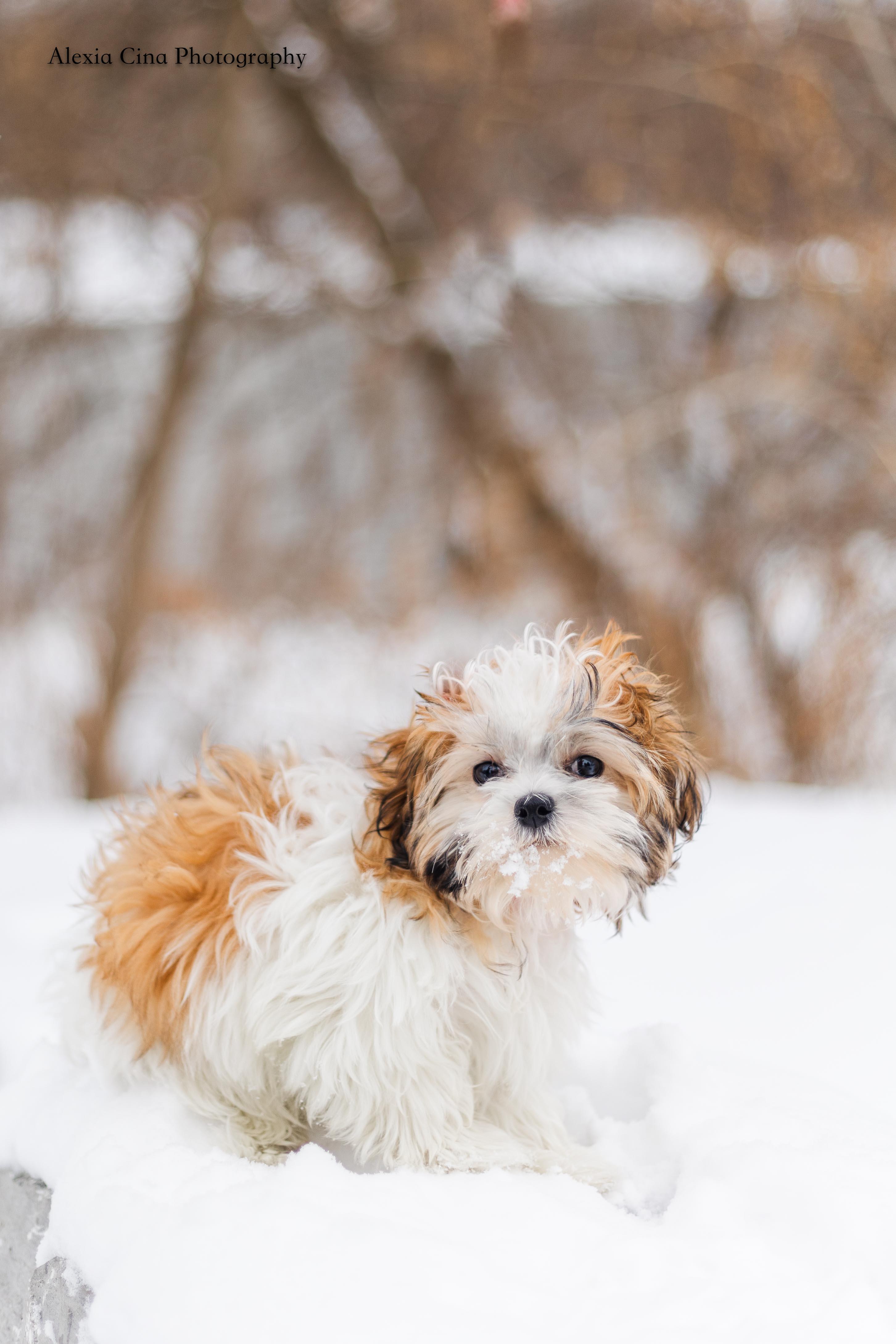 Jolly, an adopted mixed breed in Drumbo, ON image 2/4