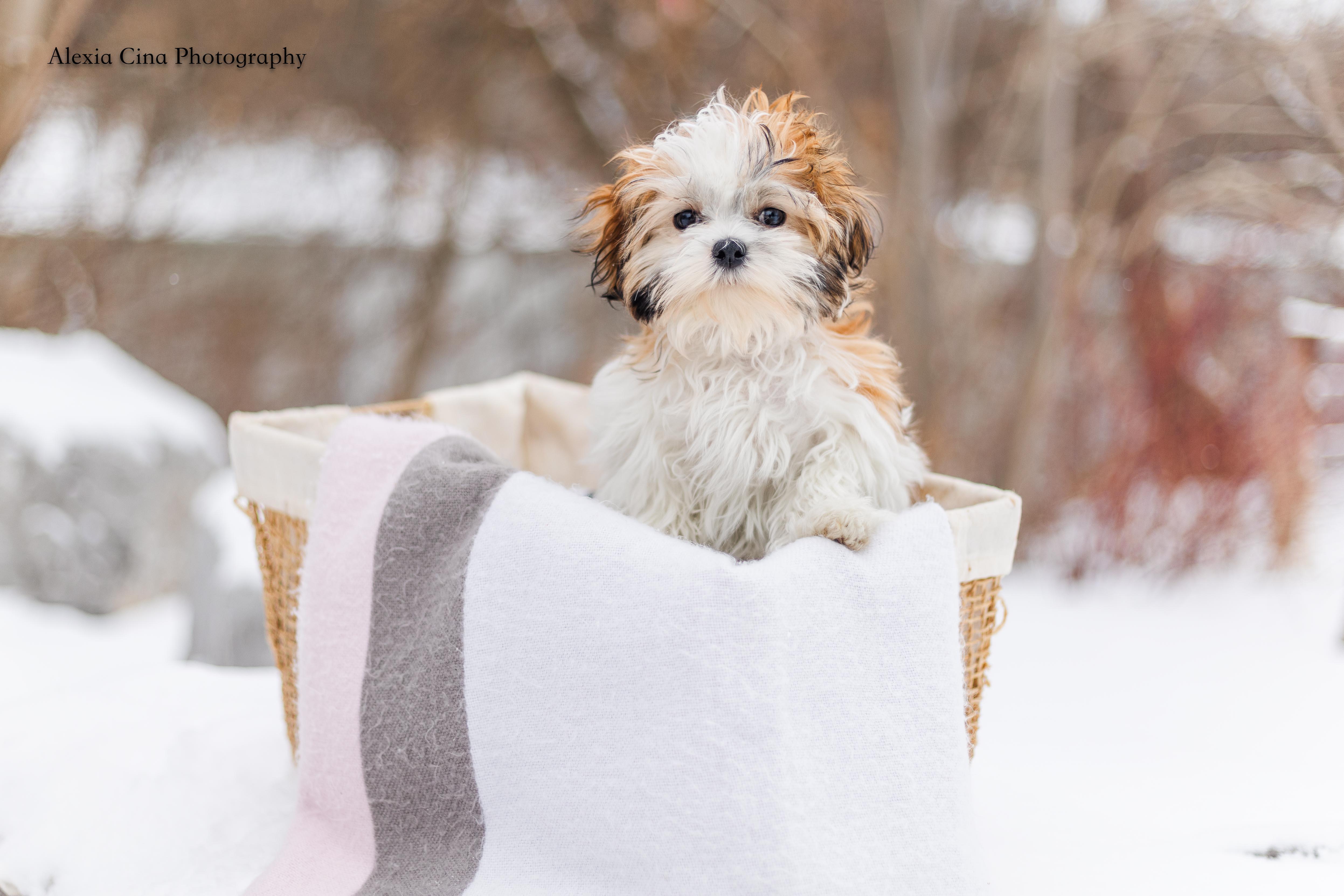 Jolly, an adopted mixed breed in Drumbo, ON image 4/4