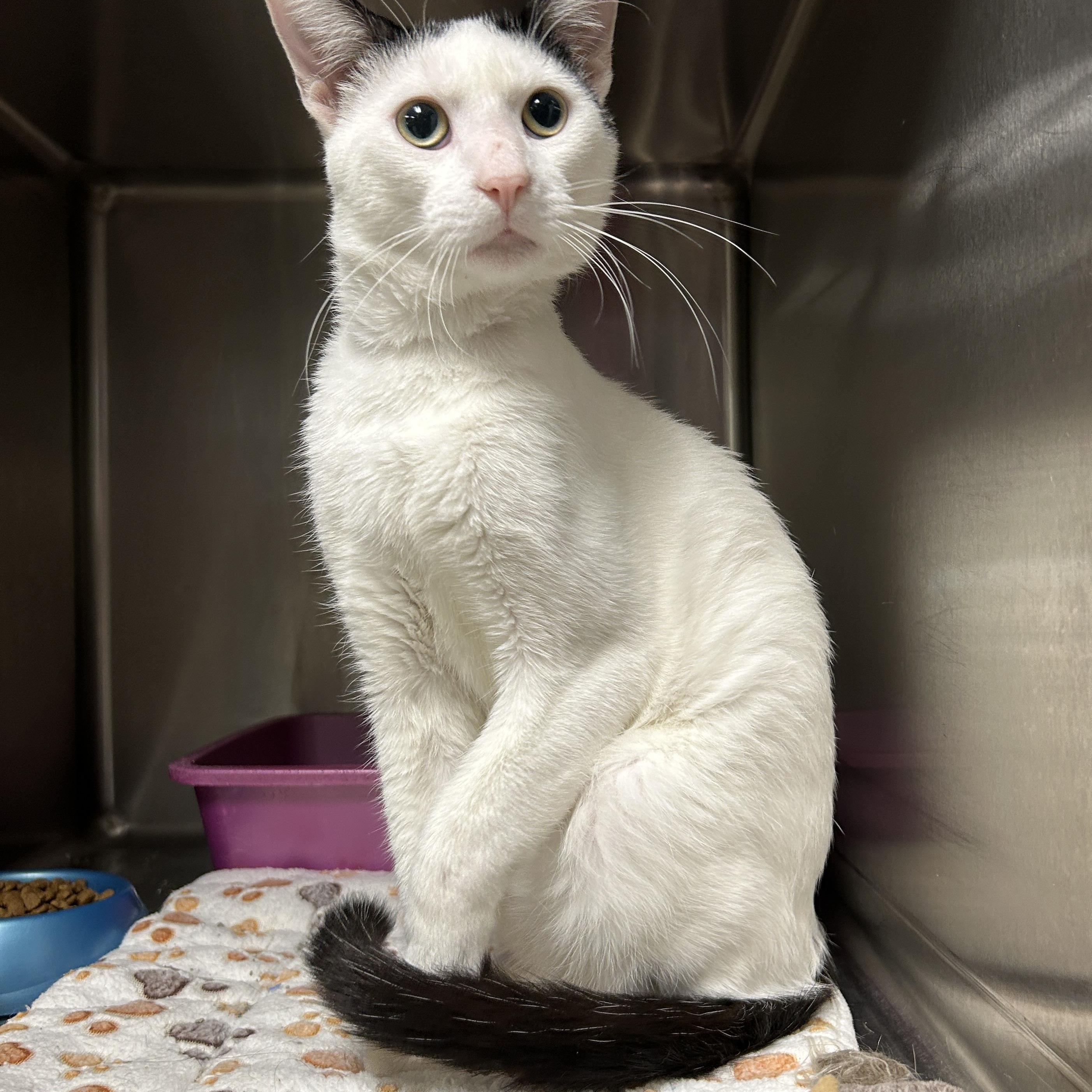 Enlarge Rocket, a Adoptable Domestic Short Hair in La Grange Park, IL image 2/6