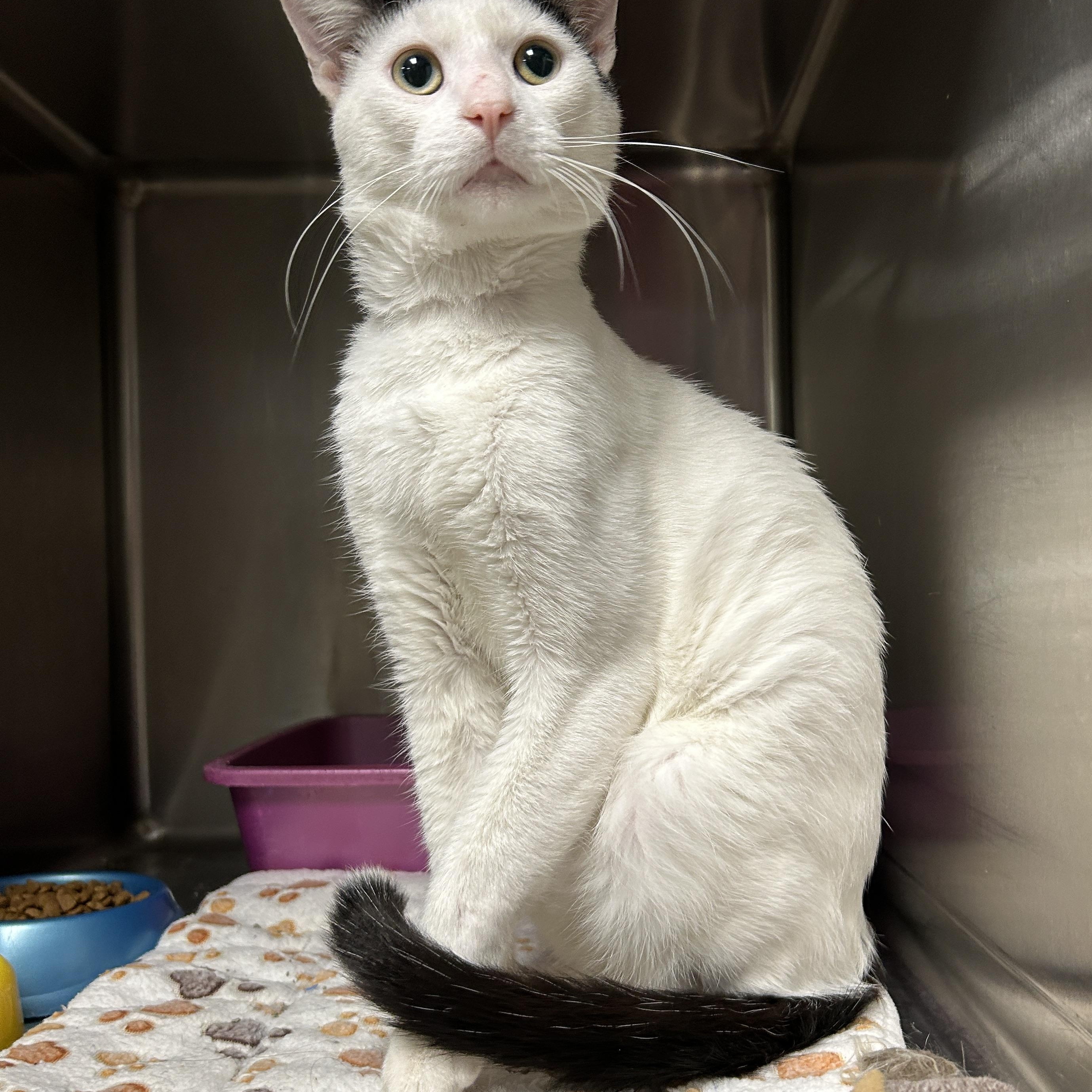 Enlarge Rocket, a Adoptable Domestic Short Hair in La Grange Park, IL image 5/6