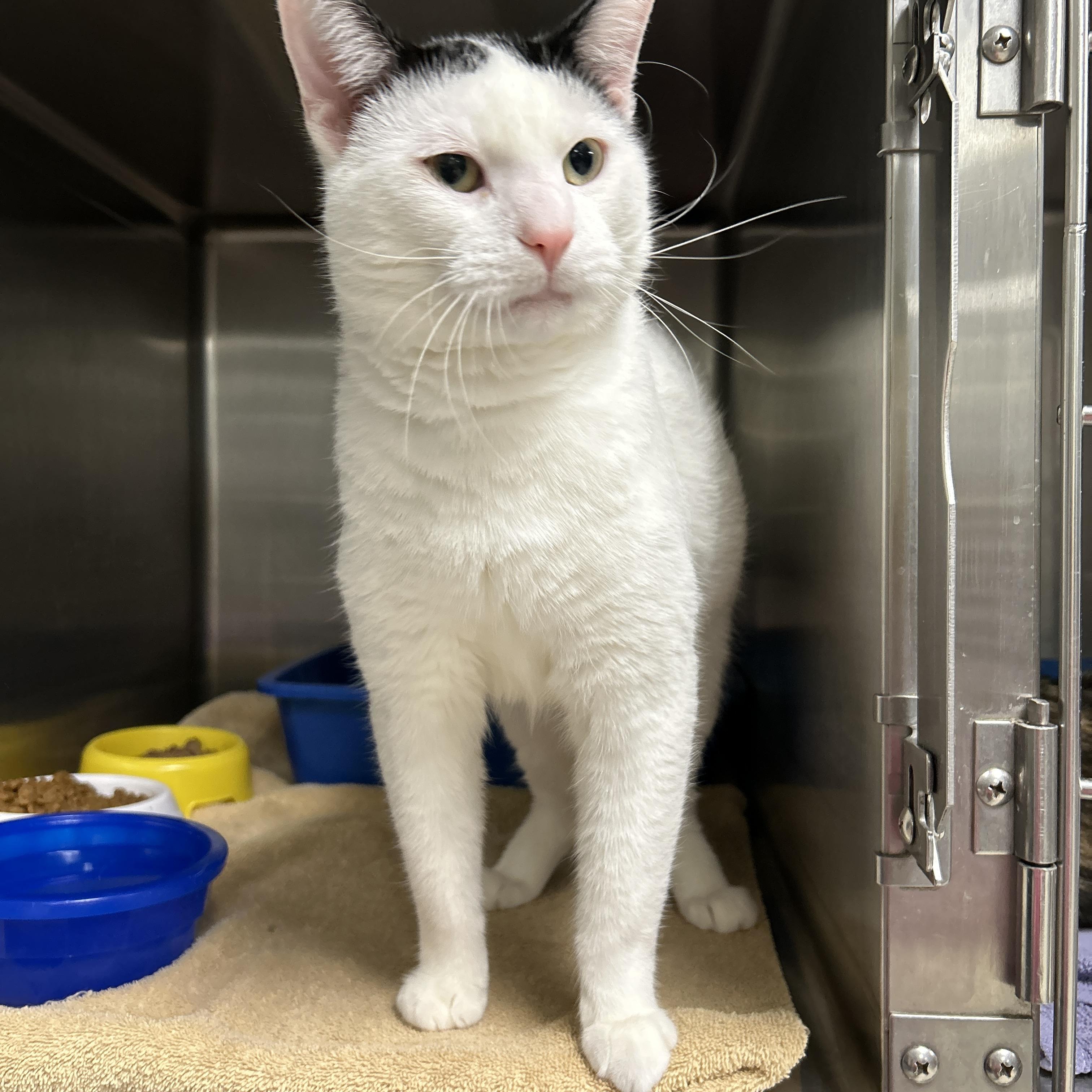 Enlarge Rocket, a Adoptable Domestic Short Hair in La Grange Park, IL image 4/6