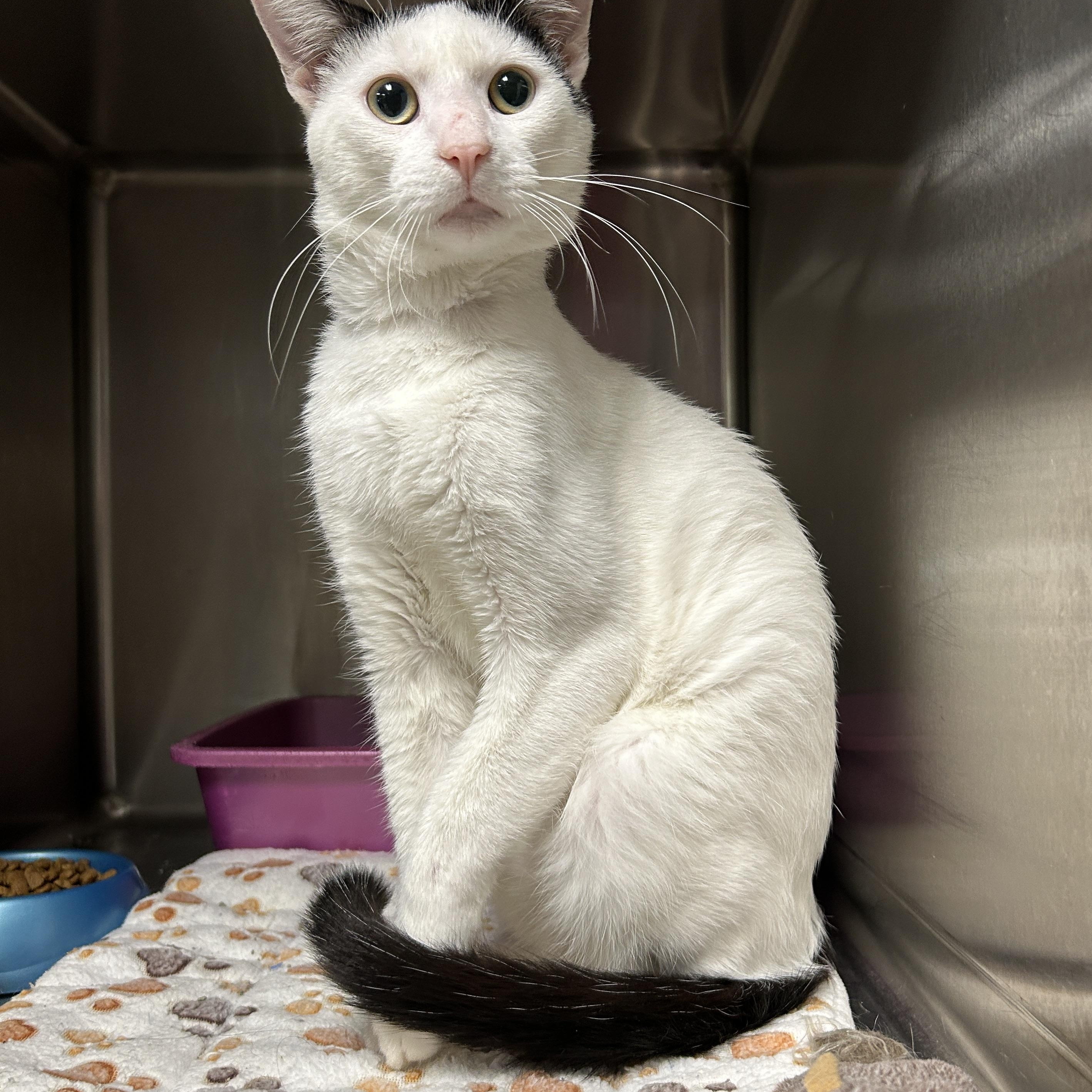 Enlarge Rocket, a Adoptable Domestic Short Hair in La Grange Park, IL image 3/6