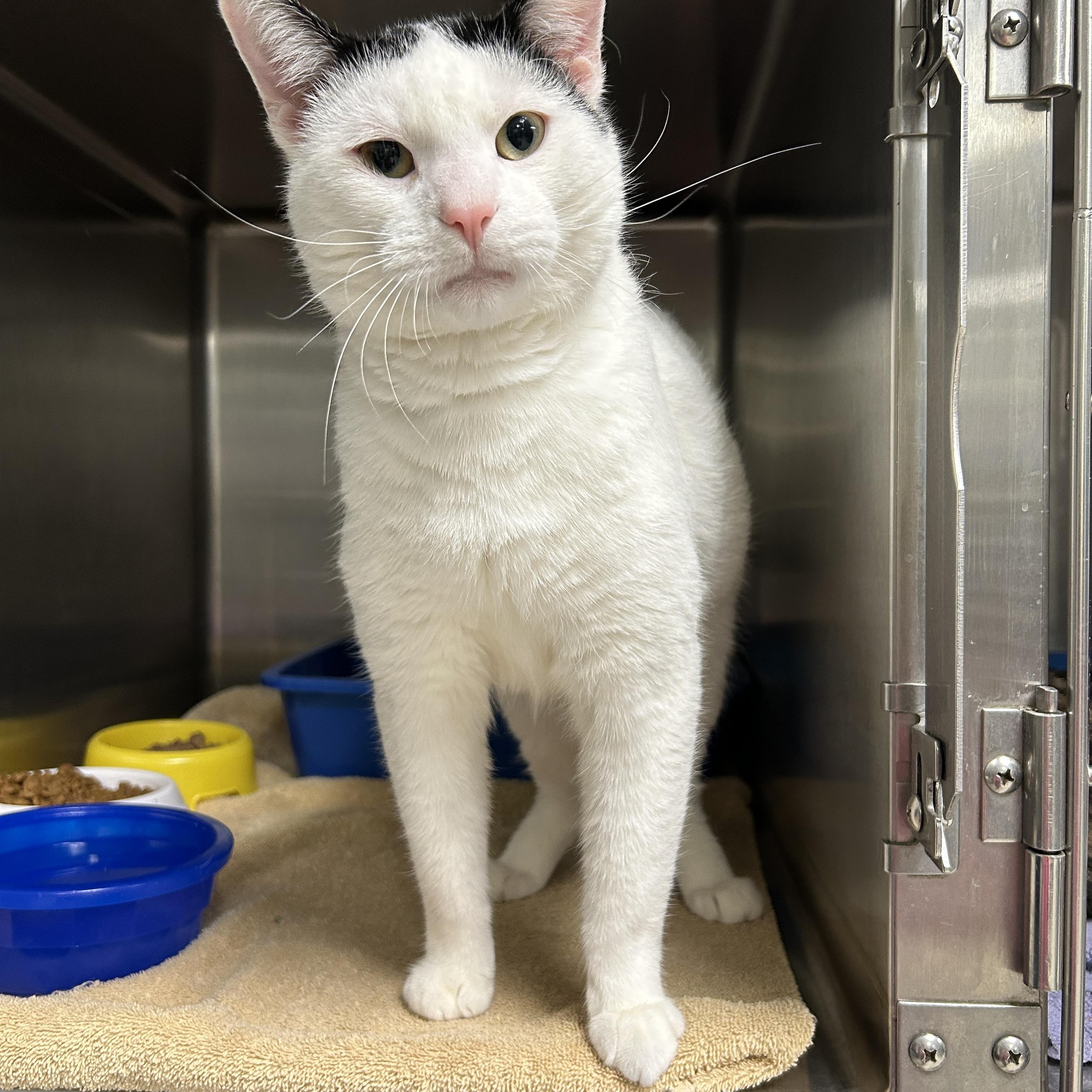 Enlarge Rocket, a Adoptable Domestic Short Hair in La Grange Park, IL image 6/6