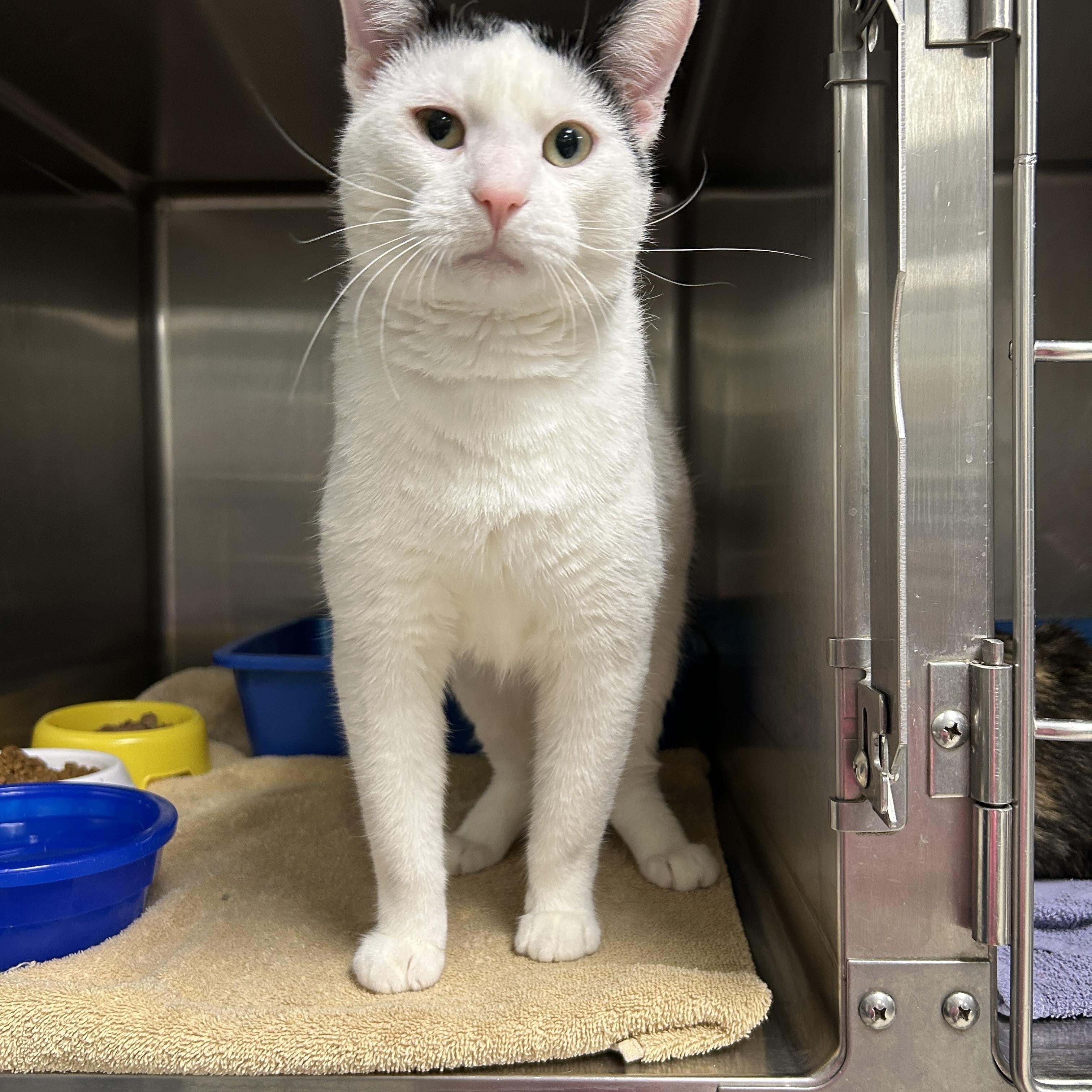 Enlarge Rocket, a Adoptable Domestic Short Hair in La Grange Park, IL image 1/6