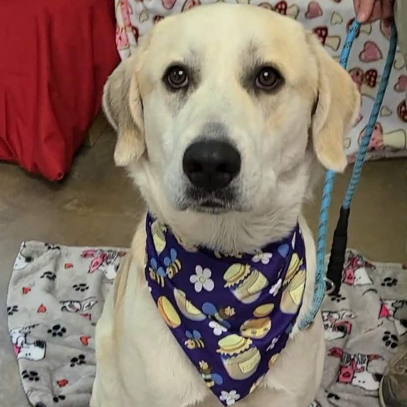 Moonpie, ADOPTABLE, Adult Male Great Pyrenees & Labrador Retriever.