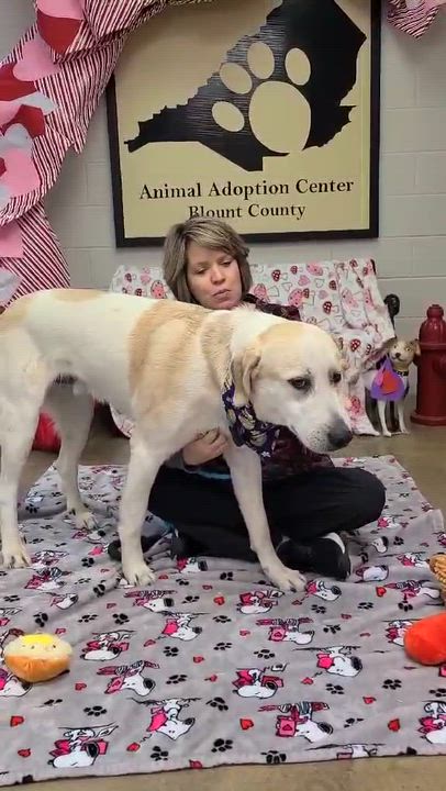 Enlarge Moonpie, a ADOPTABLE mixed breed in Woolwich, ME video 3/3
