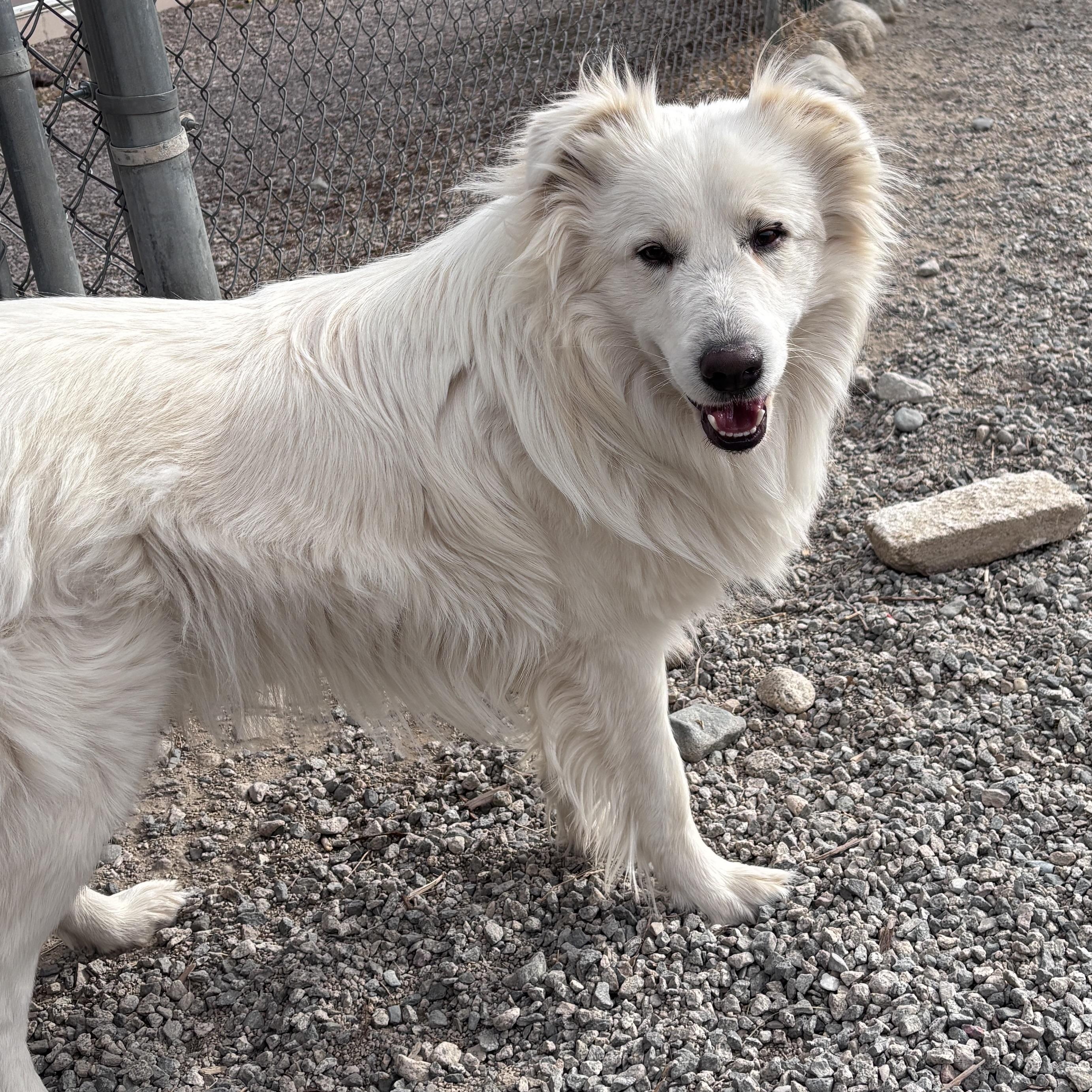 Garth, a ADOPTABLE mixed breed in Buena Vista, CO image 4/5