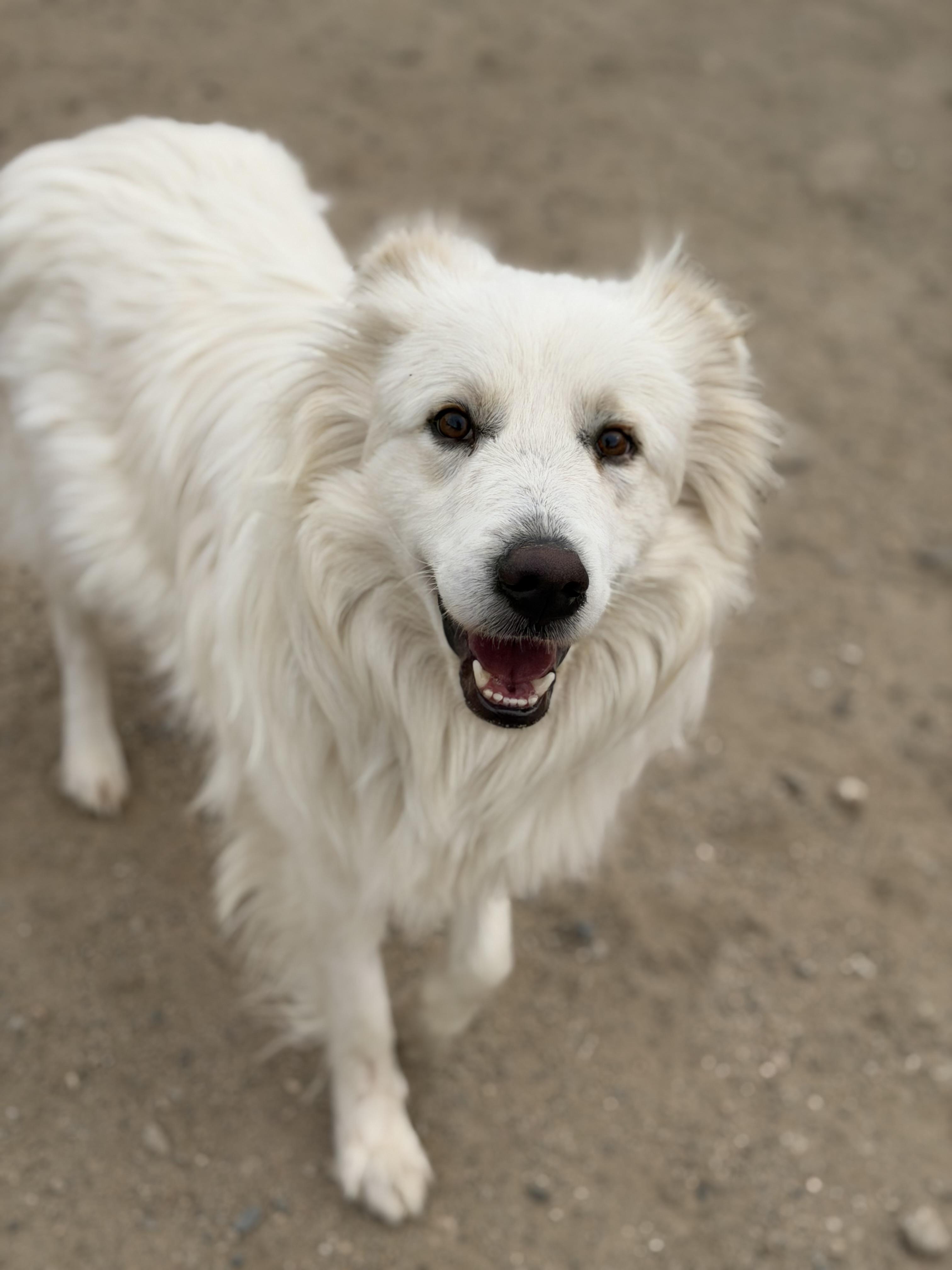 Garth, a ADOPTABLE mixed breed in Buena Vista, CO image 2/5