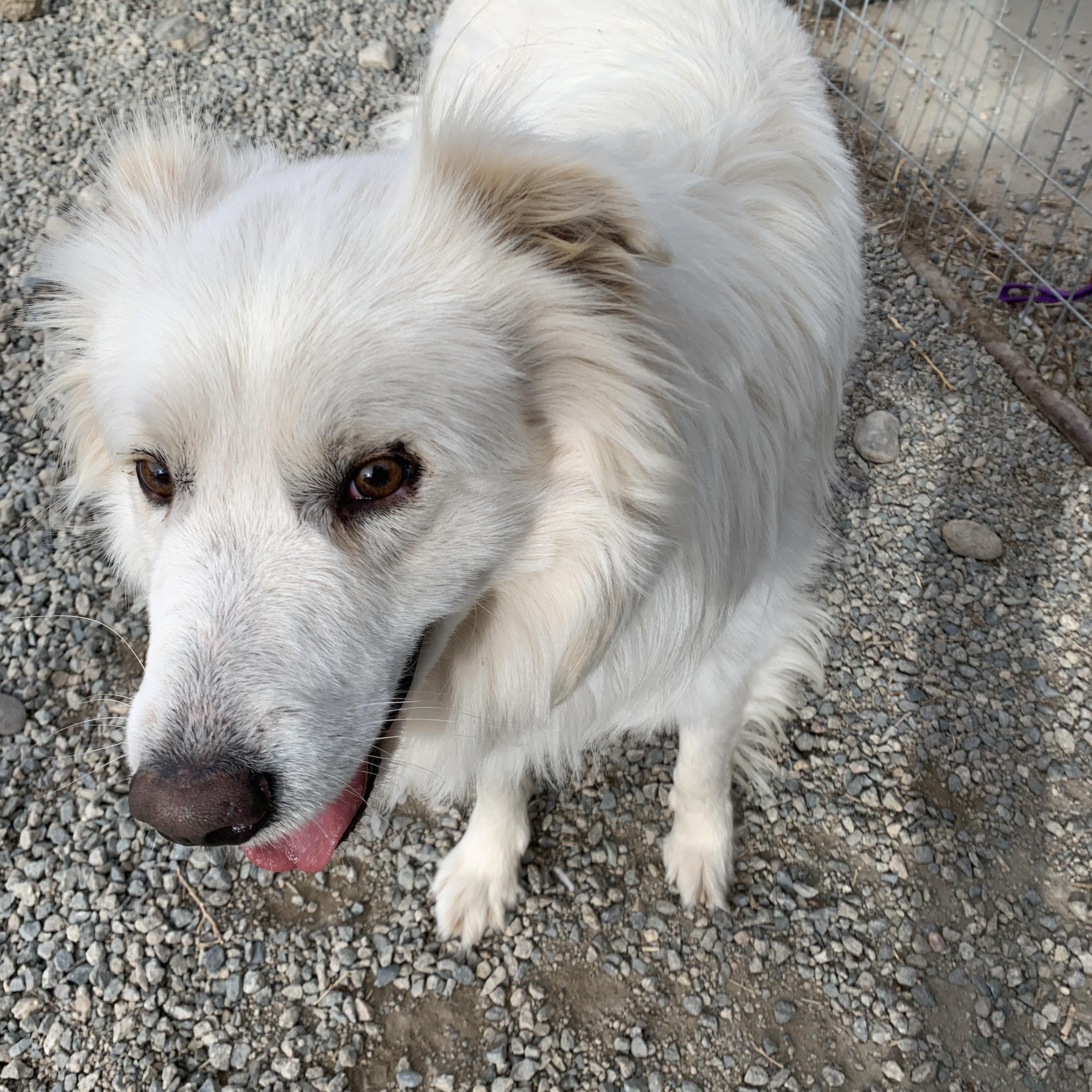 Garth, a ADOPTABLE mixed breed in Buena Vista, CO image 5/5