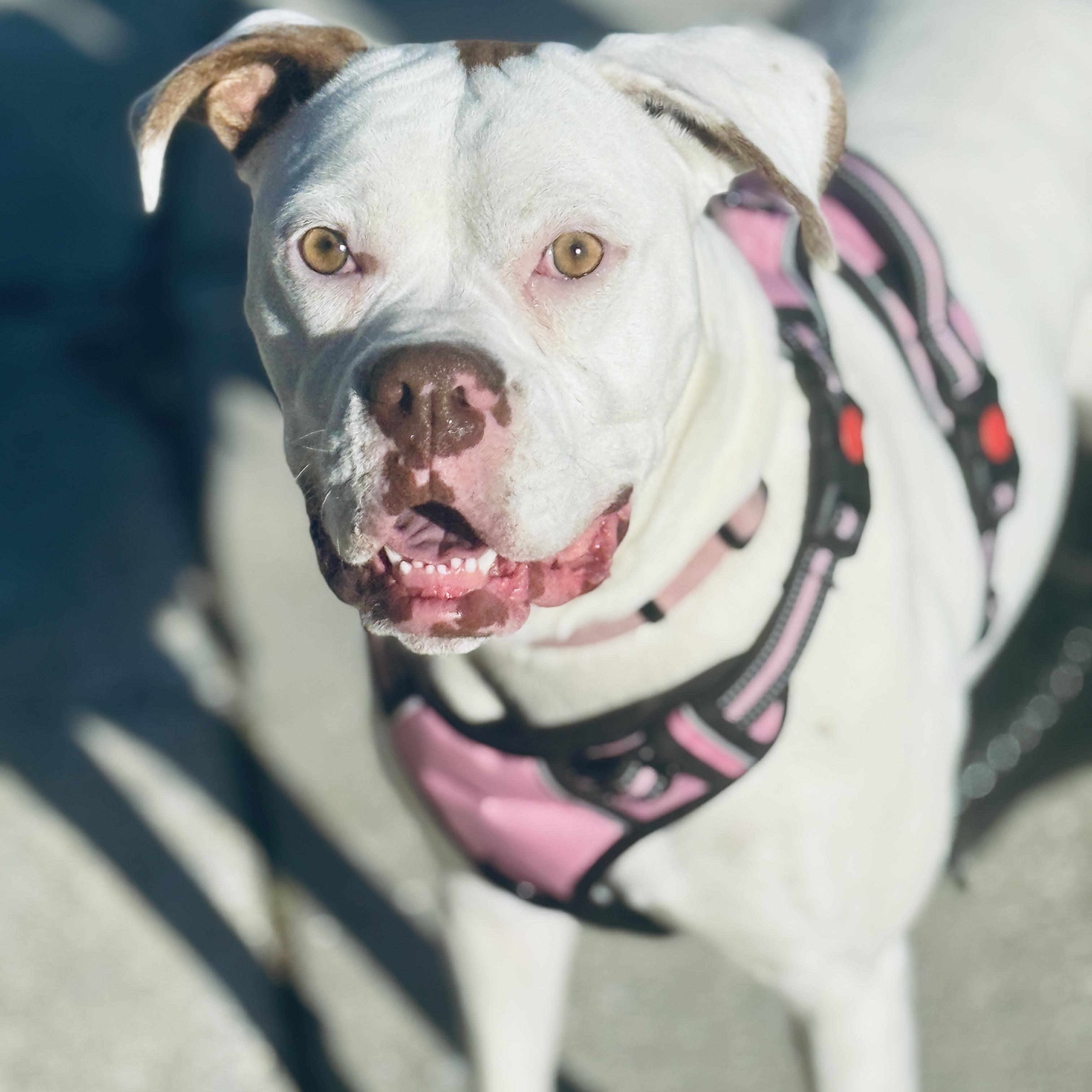 Enlarge Ohana , a ADOPTABLE Boxer in Deltona, FL image 3/5