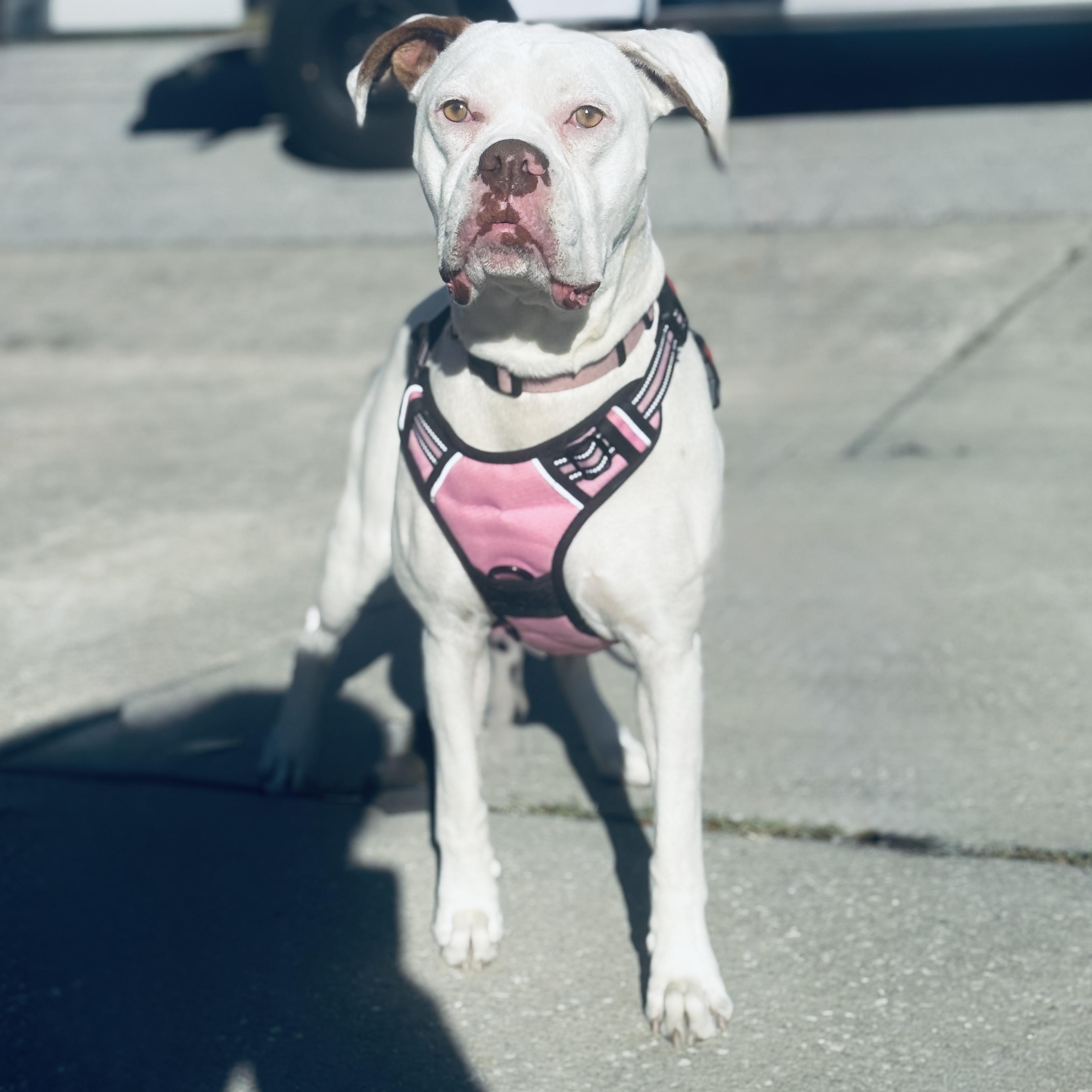 Enlarge Ohana , a ADOPTABLE Boxer in Deltona, FL image 5/5