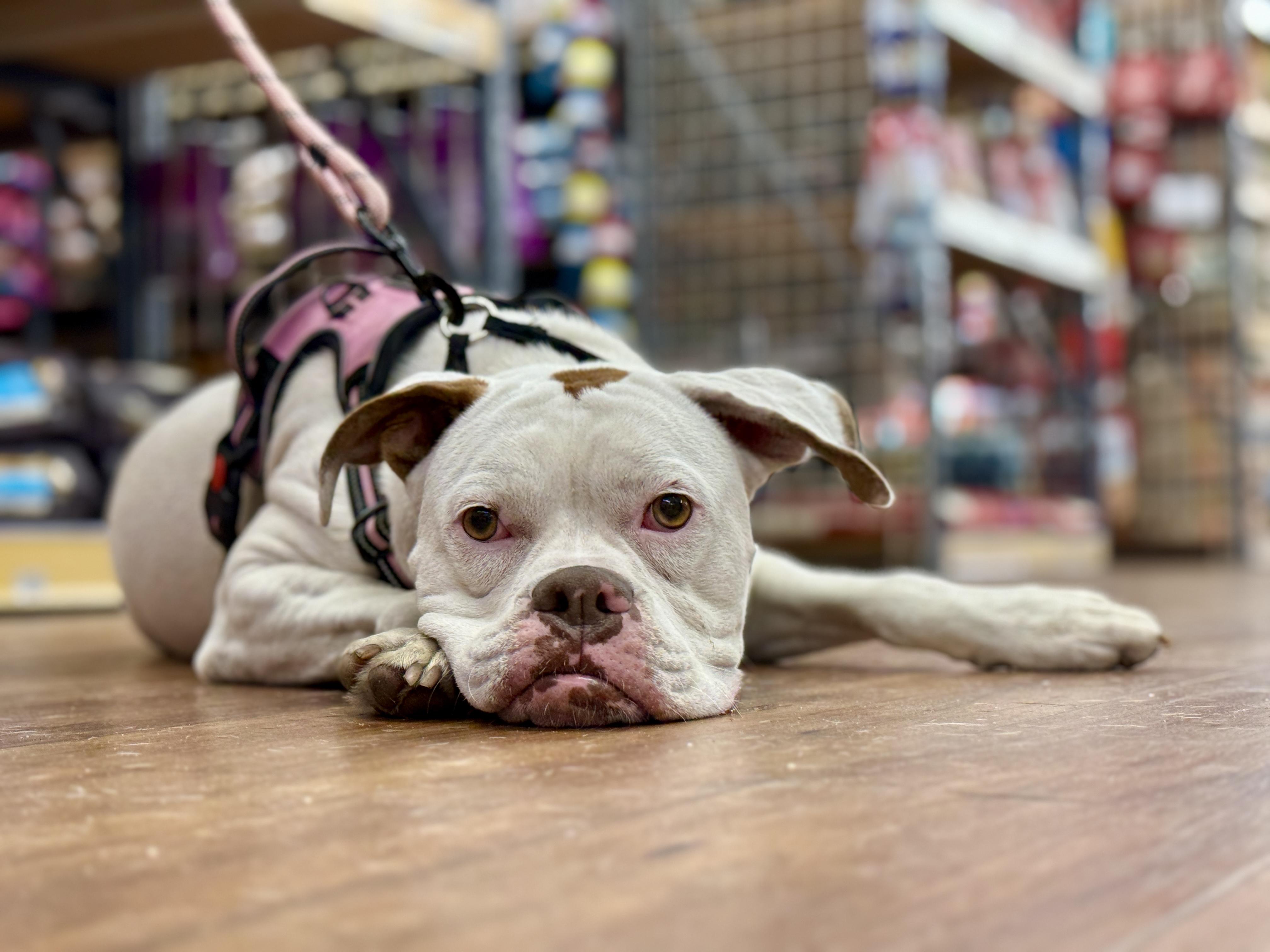 Enlarge Ohana , a ADOPTABLE Boxer in Deltona, FL image 5/6