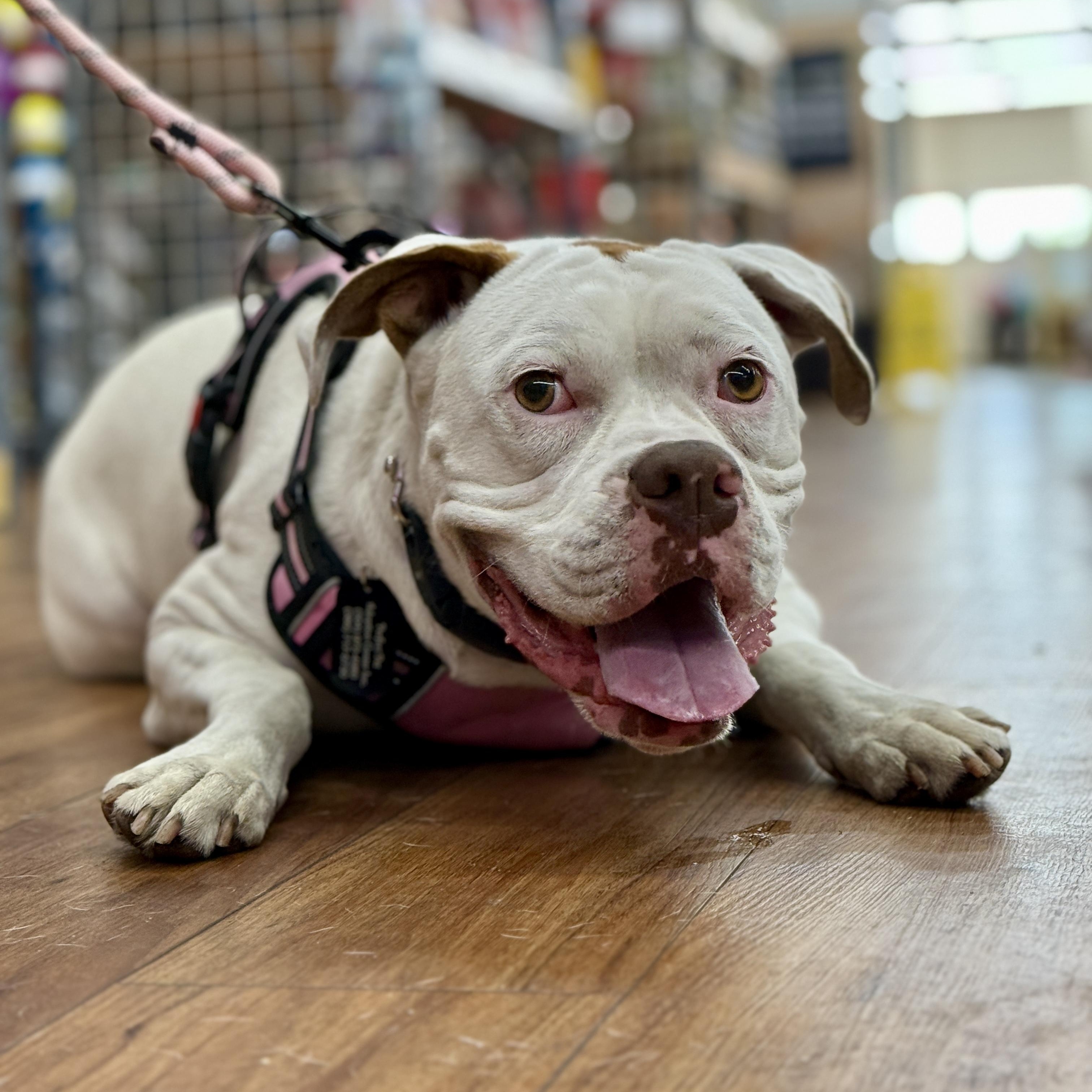 Enlarge Ohana , a ADOPTABLE Boxer in Deltona, FL image 2/6
