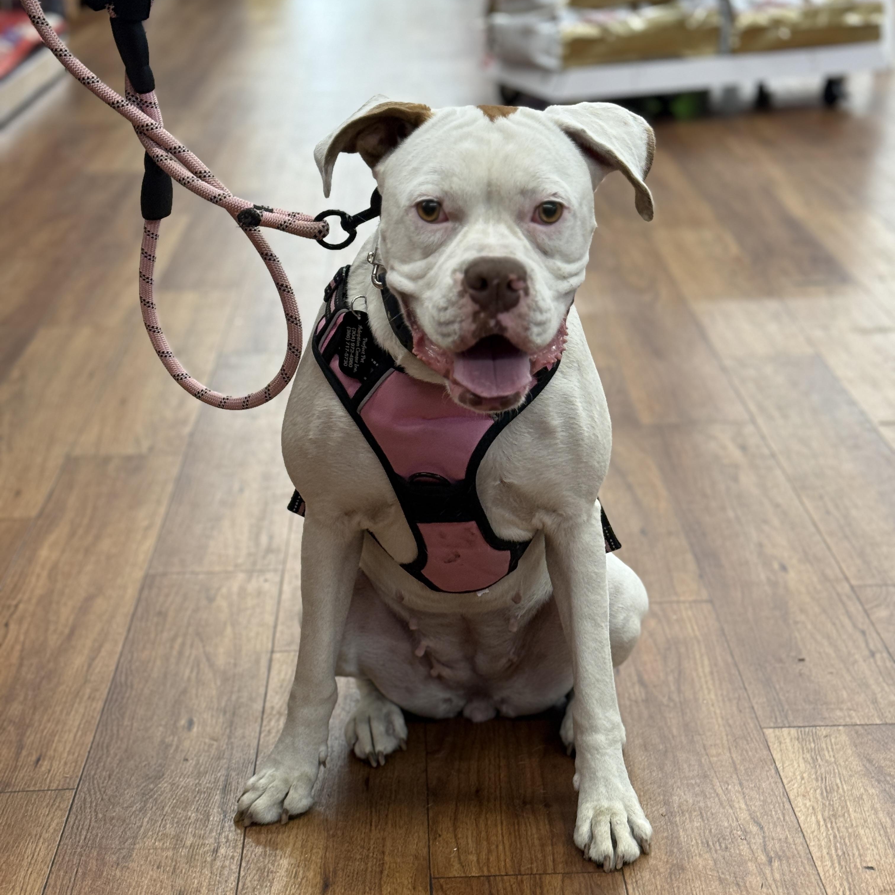 Enlarge Ohana , a ADOPTABLE Boxer in Deltona, FL image 6/6