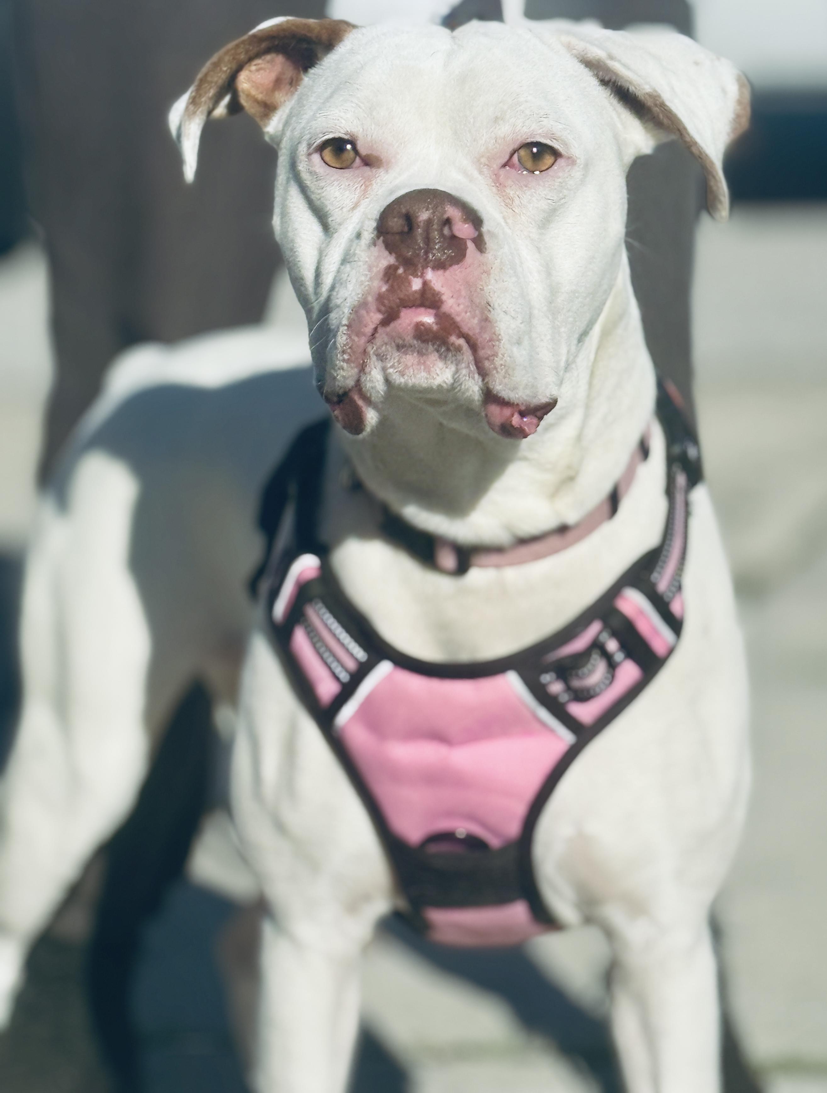 Enlarge Ohana , a ADOPTABLE Boxer in Deltona, FL image 2/5