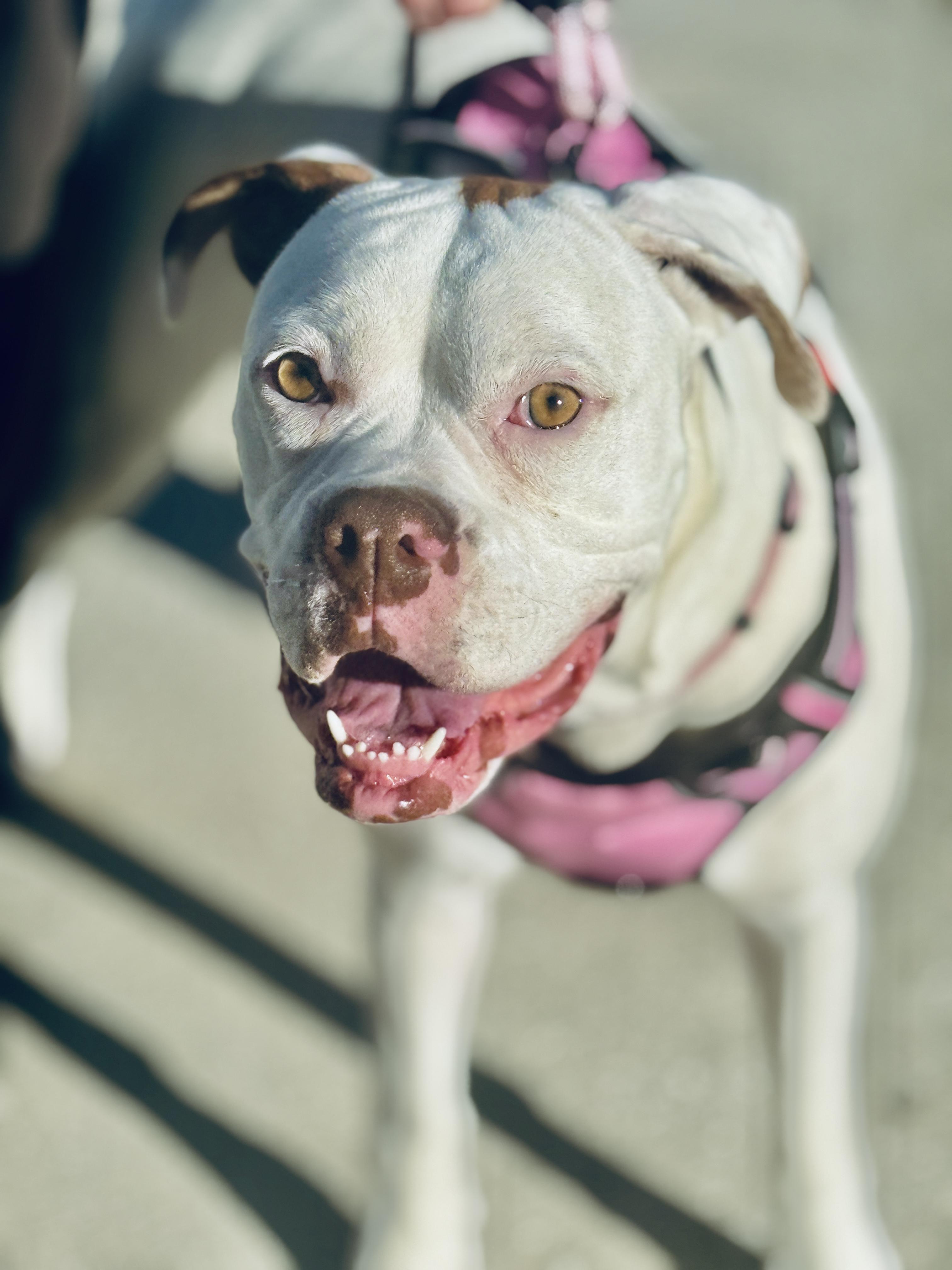 Enlarge Ohana , a ADOPTABLE Boxer in Deltona, FL image 4/5