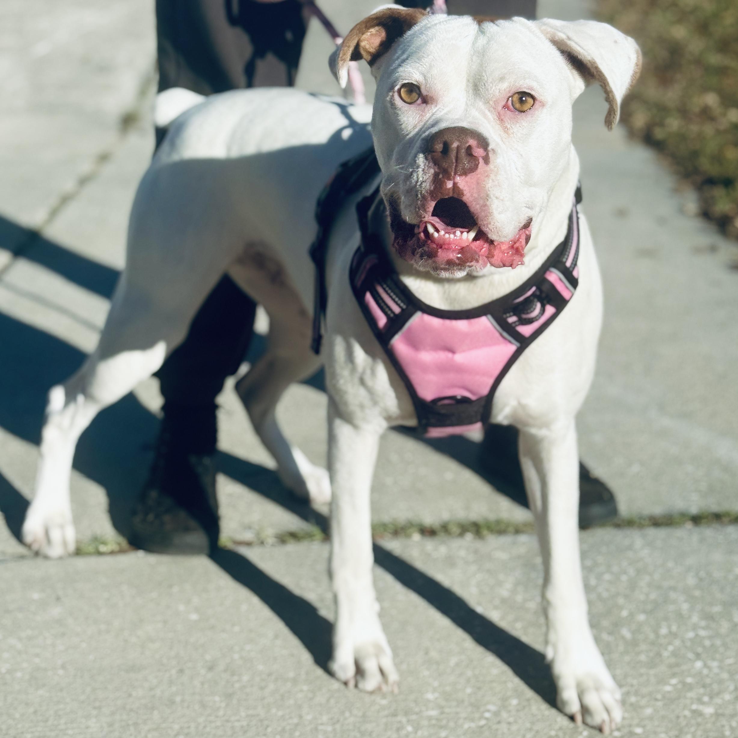 Enlarge Ohana , a ADOPTABLE Boxer in Deltona, FL image 1/5