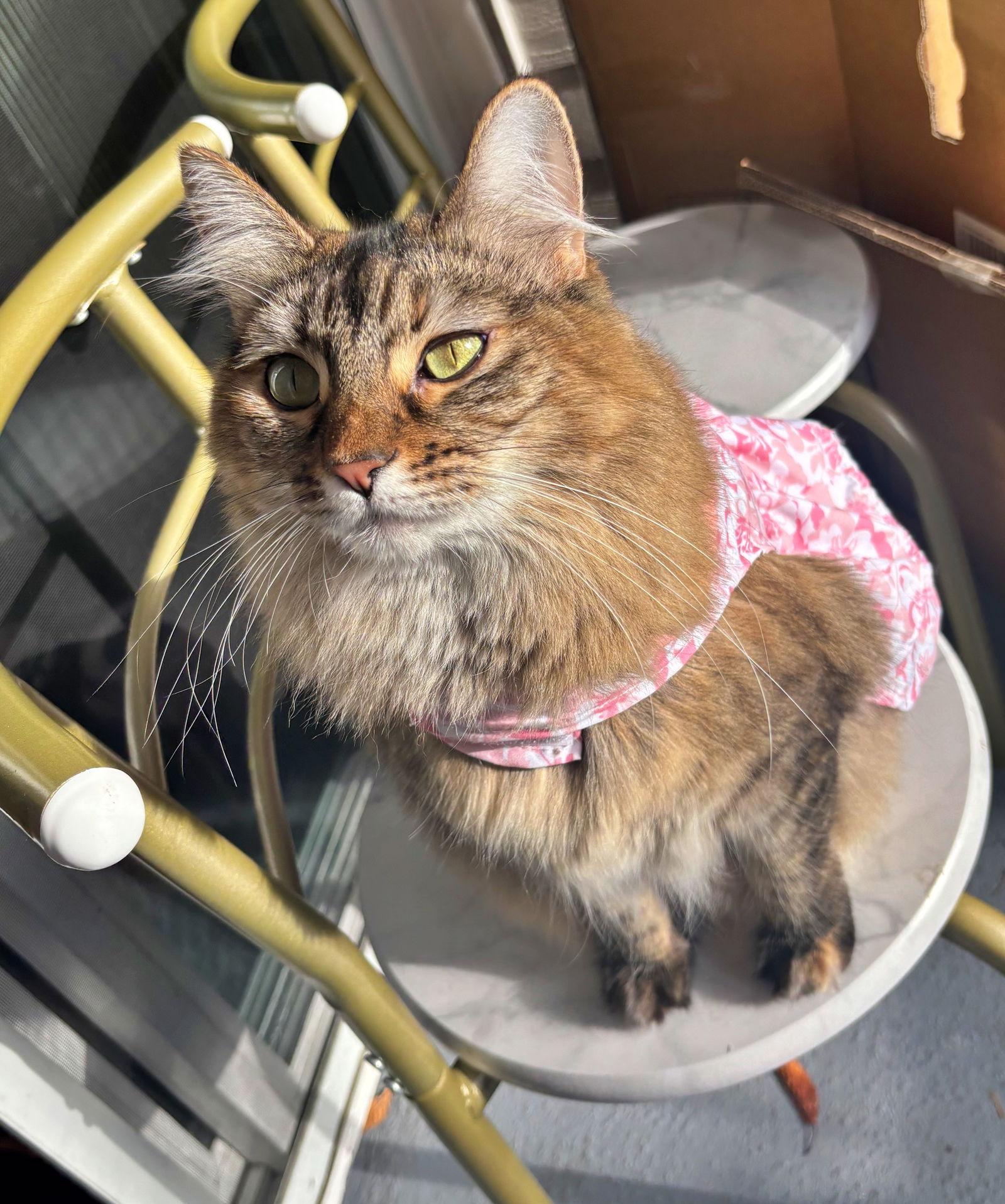 PIXIE #1837 - Offered by Owner, Adopted, Adult Female Torbie & Domestic Long Hair.